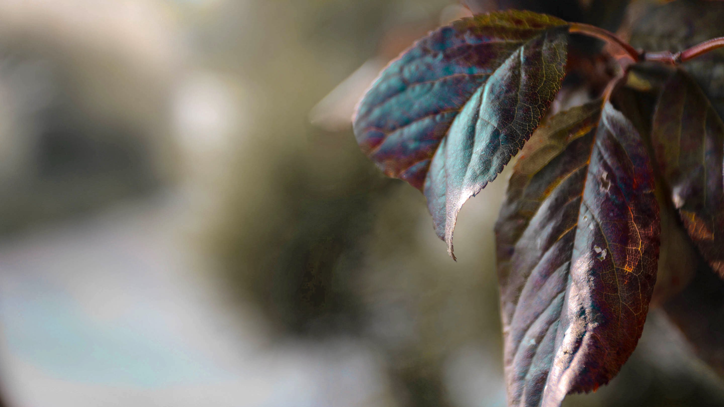 风景,秋天,凄凉