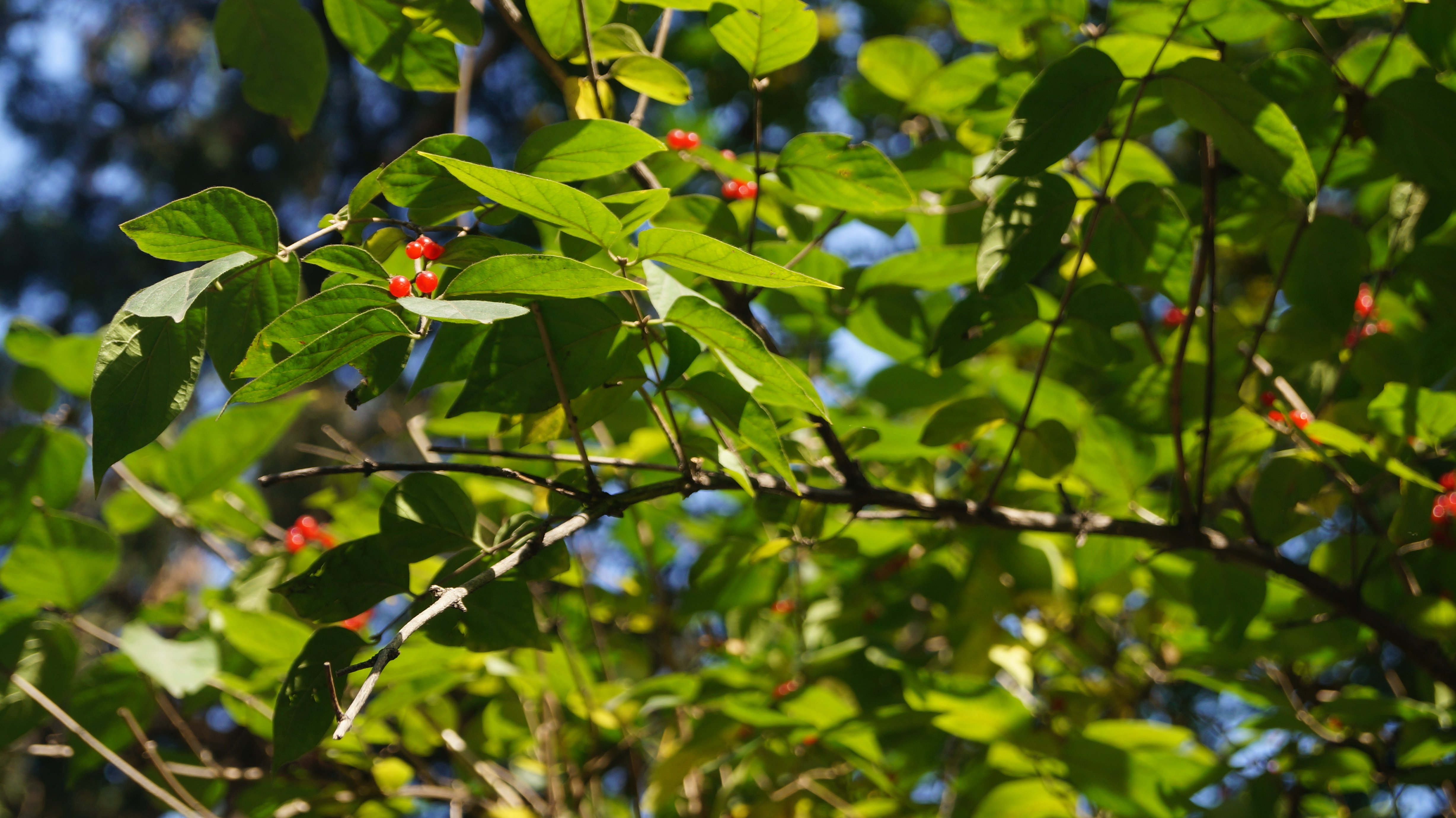 护眼,绿色,风景