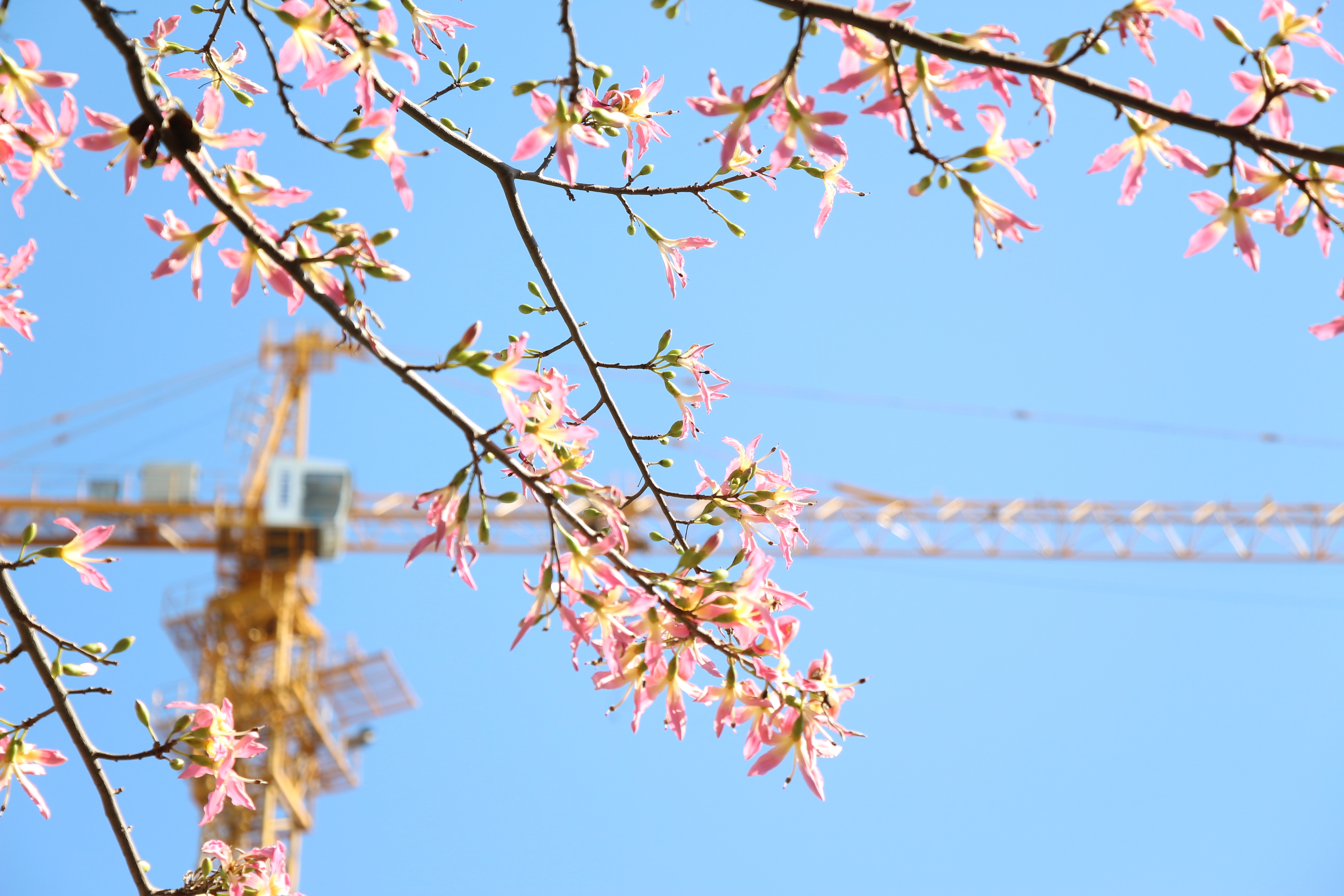 风景,小清新,冬天,蓝天,花,日系