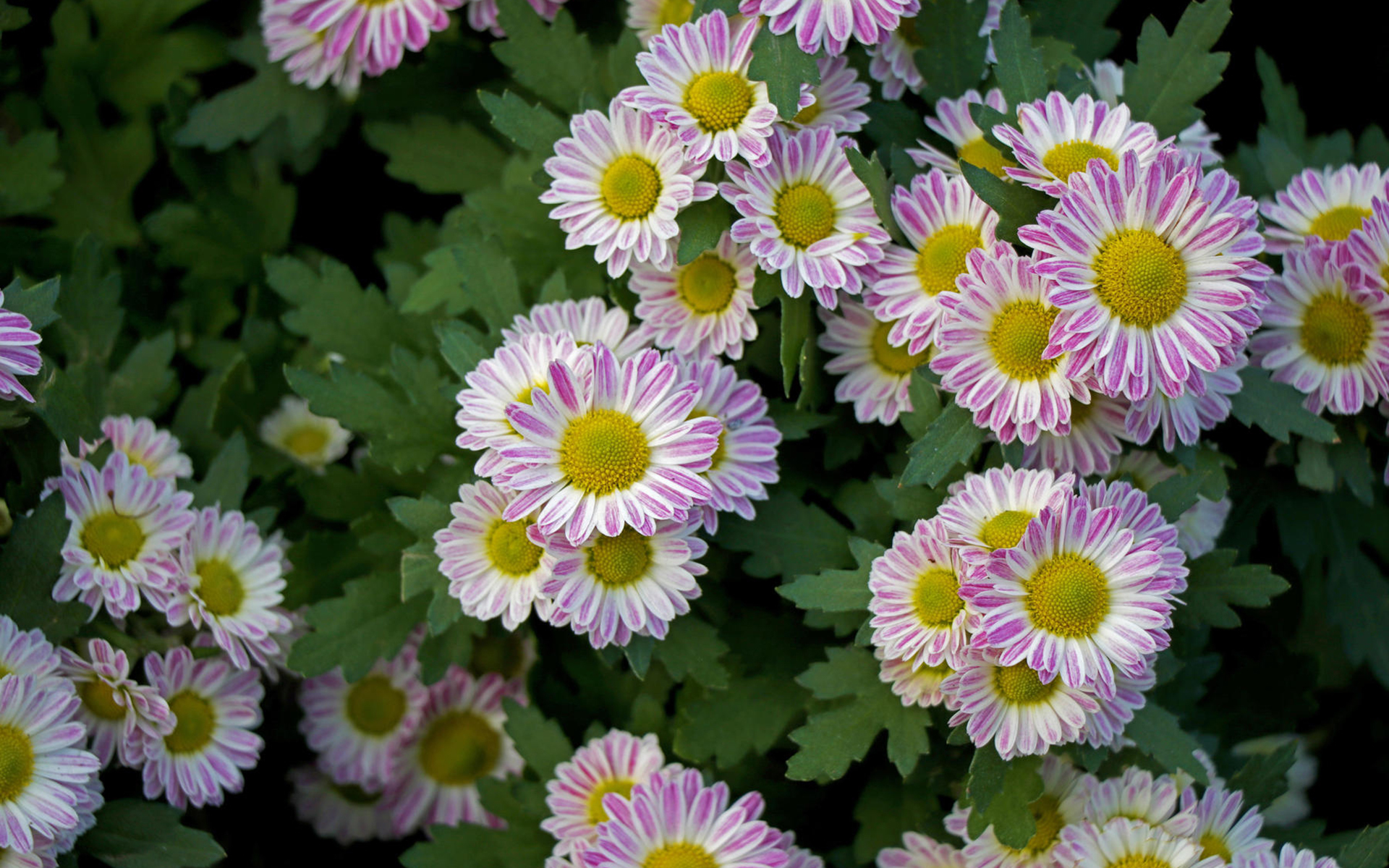 菊花,清新淡雅,植物