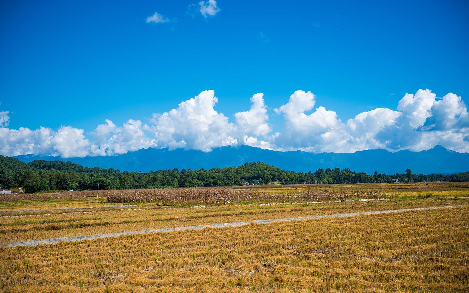 云南,风景,田野