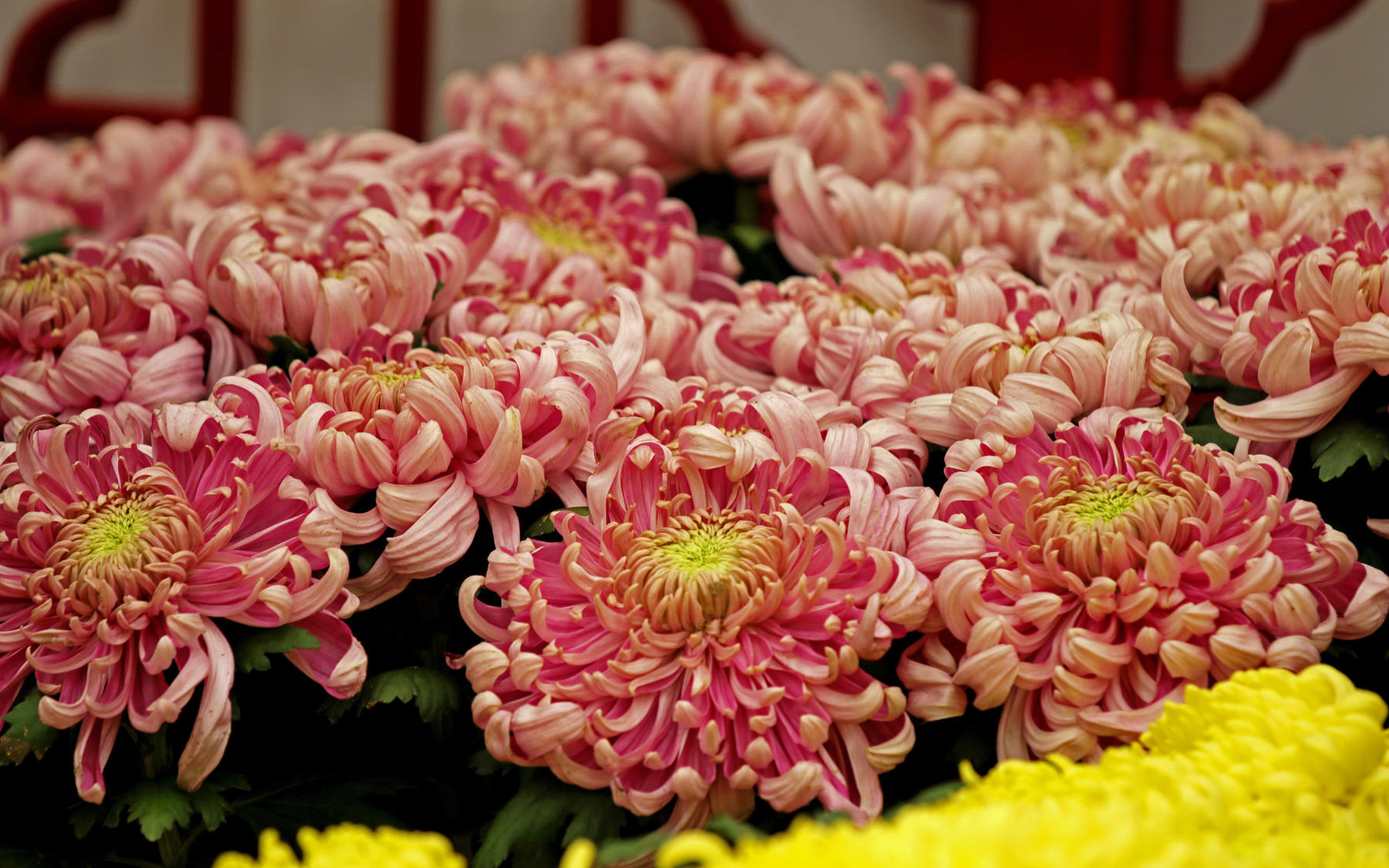 菊花,娇艳欲滴,植物