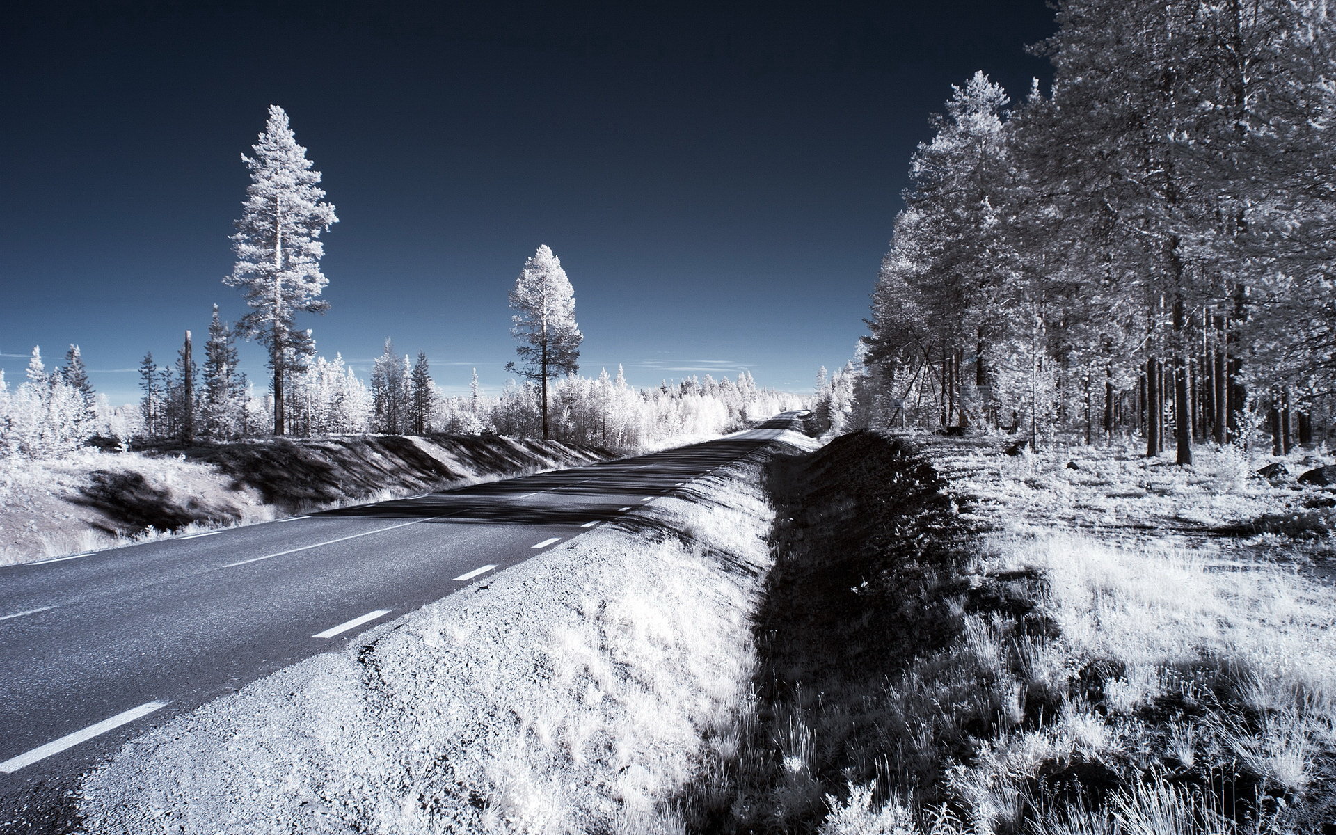 风景,公路,树林,黑白