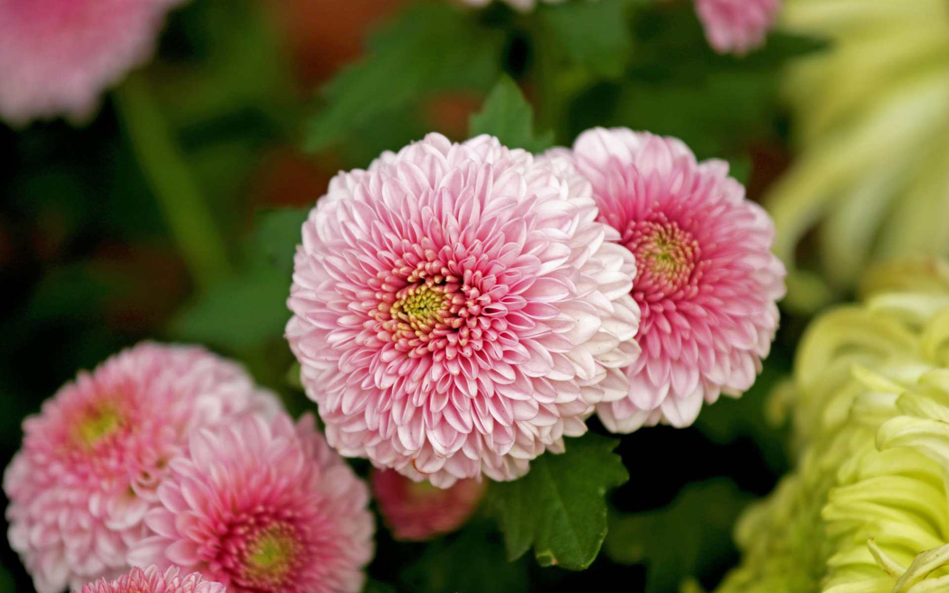 菊花,清新淡雅,植物