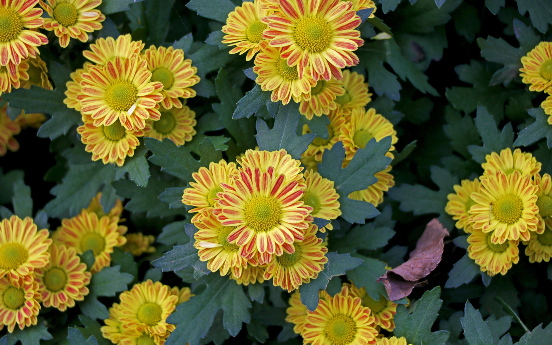 菊花,清新淡雅,植物