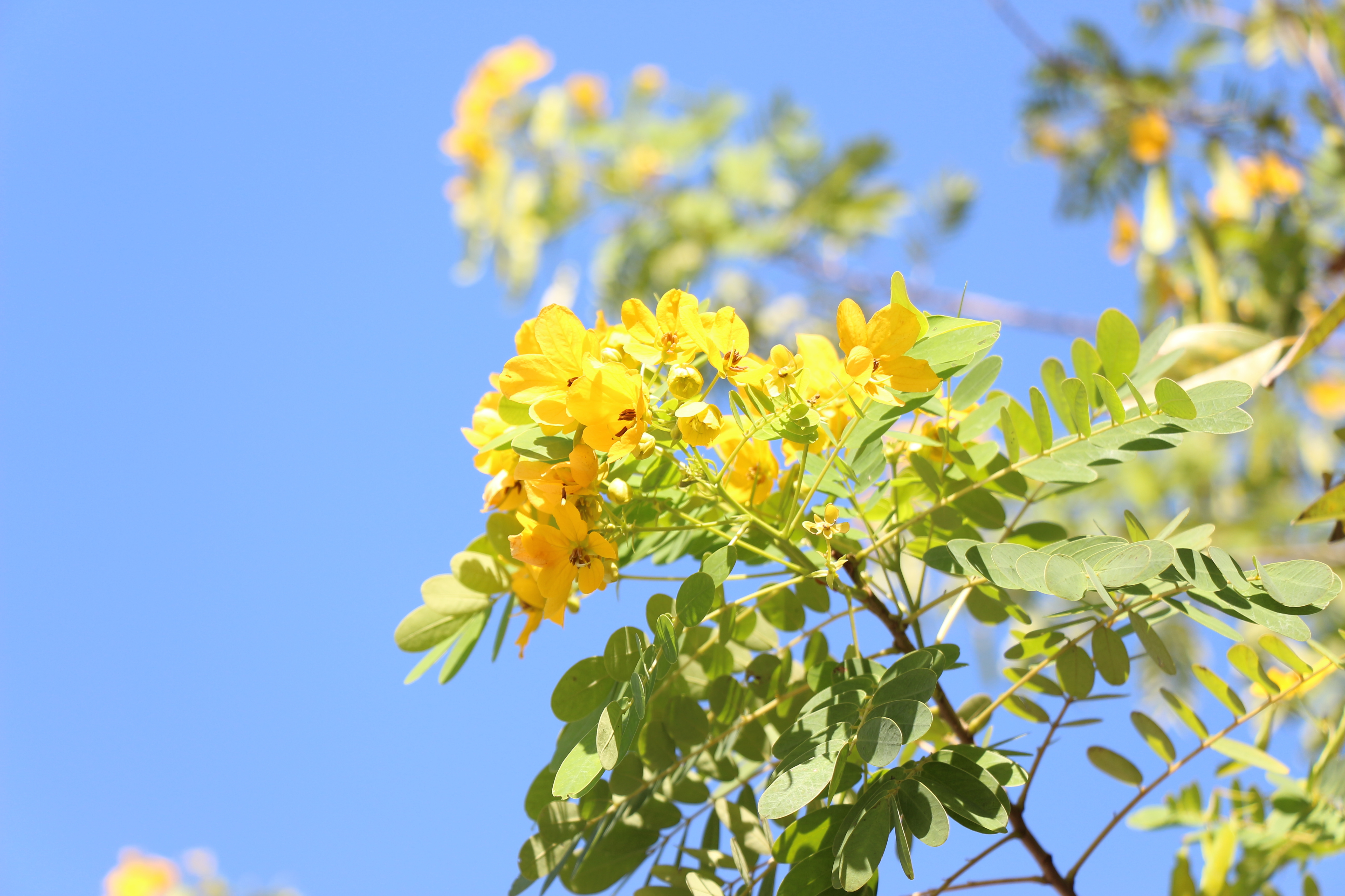 风景小清新,冬天,树木,树叶,日系