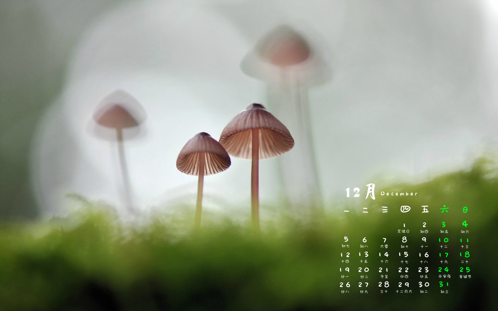 12月,蘑菇,小清新