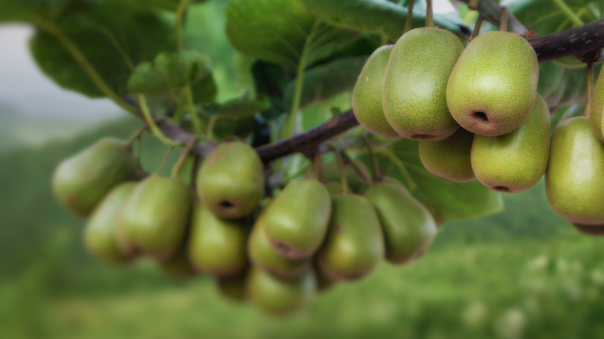 动感水果,猕猴桃,奇异果