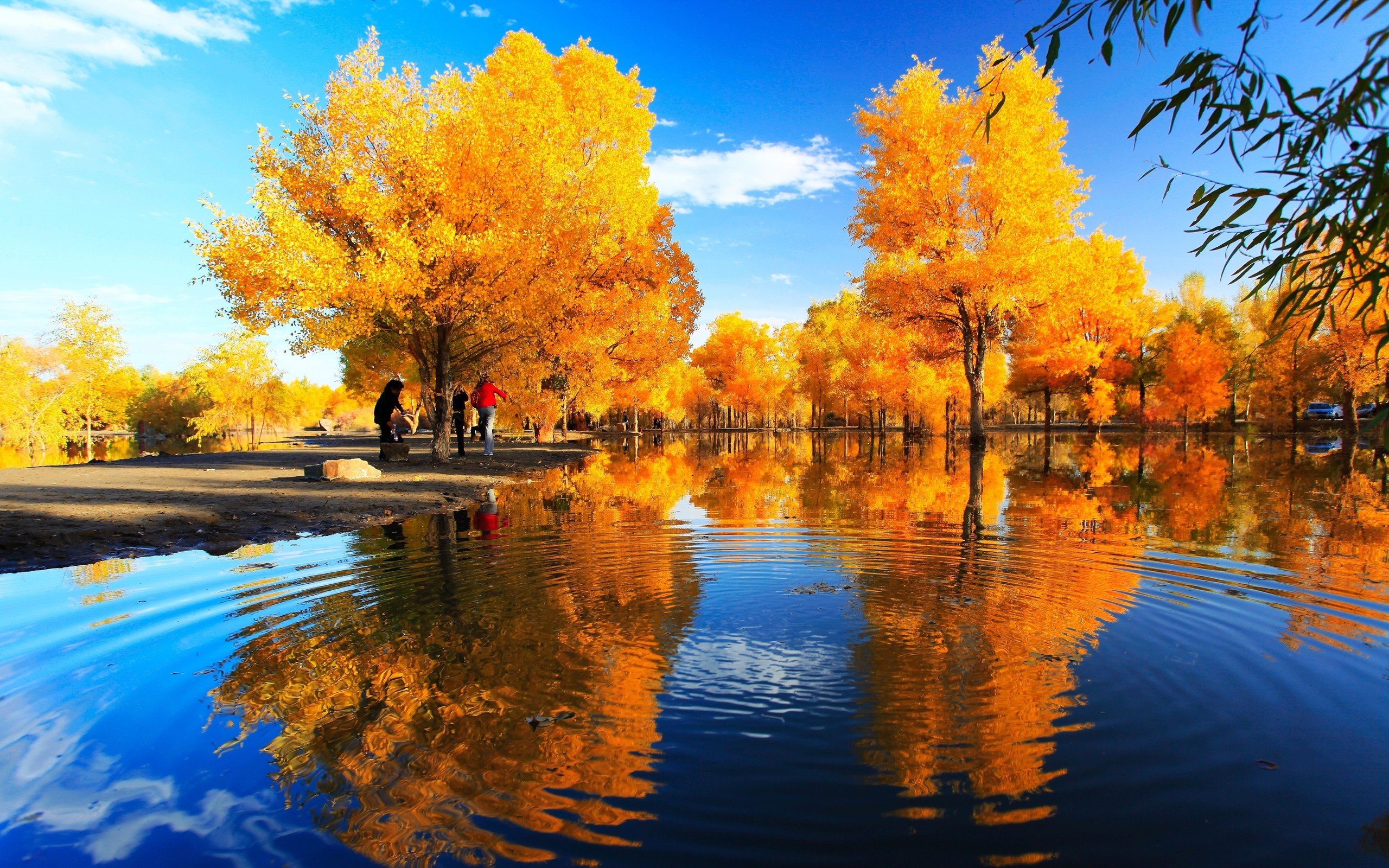 风景,秋意浓,黄叶,宁静湖水,宽屏