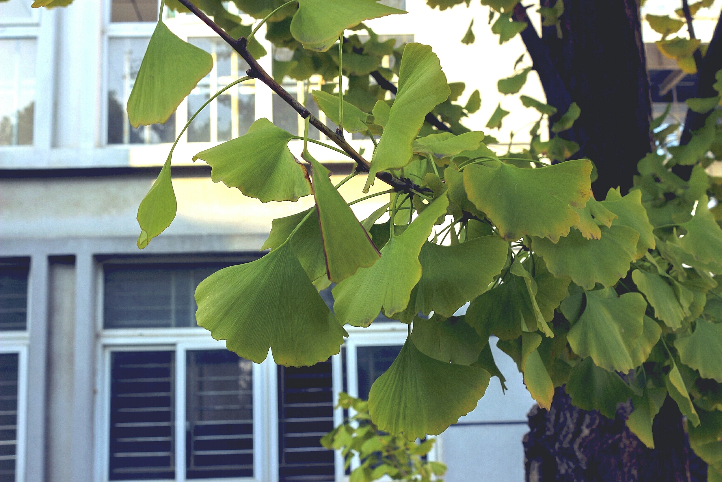 小清新,护眼,绿色,植物