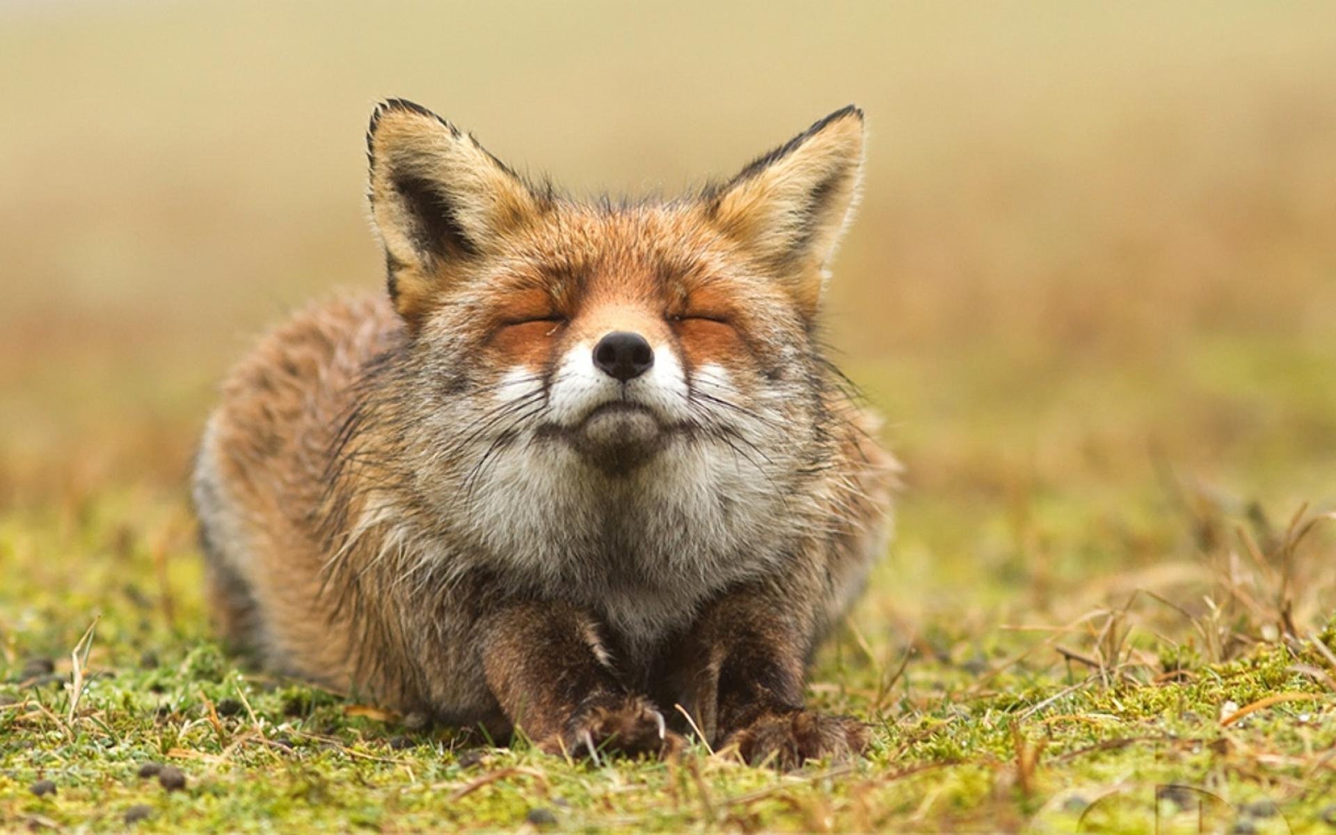 萌宠,呆萌,可爱,宽屏