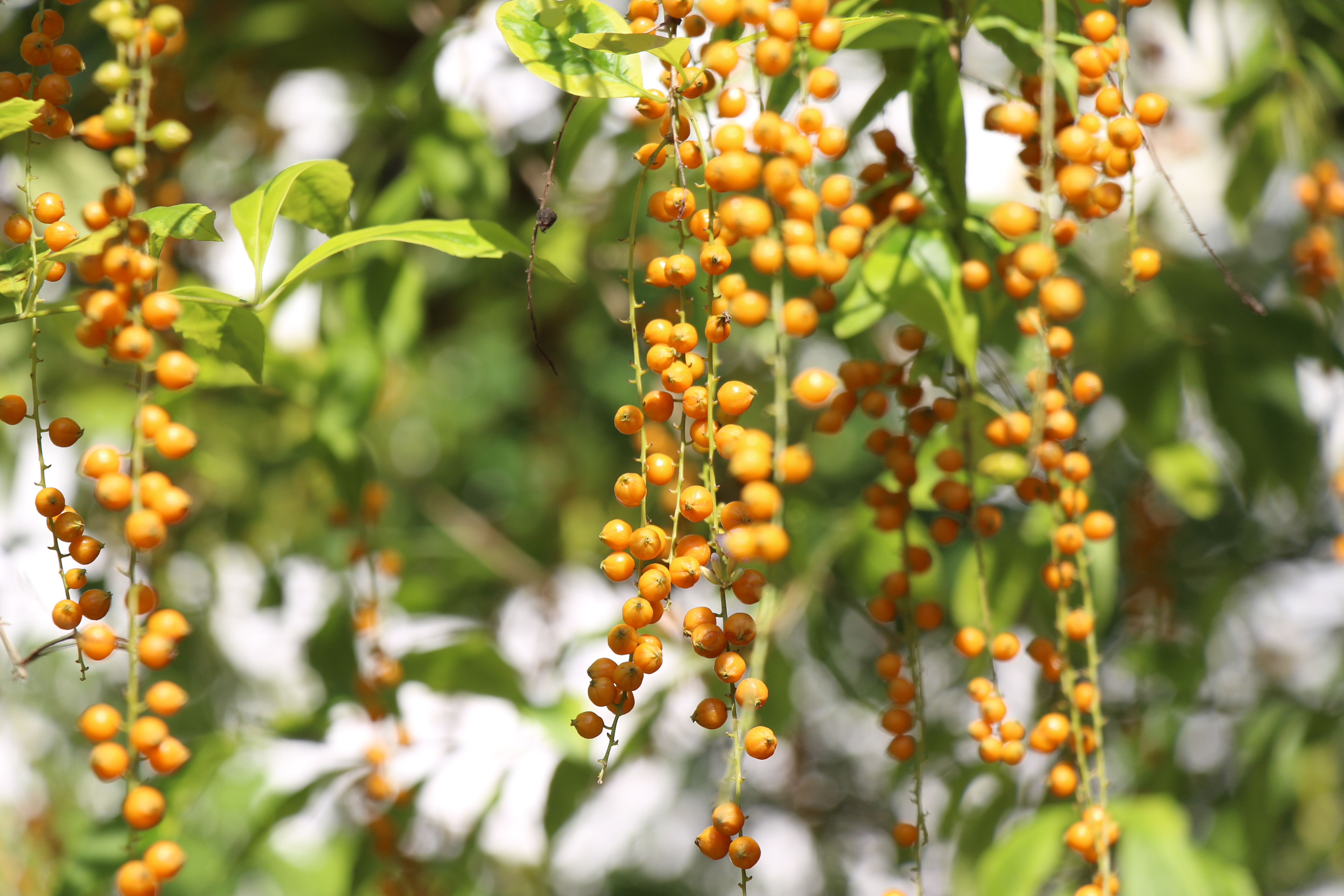 风景,树叶,果实