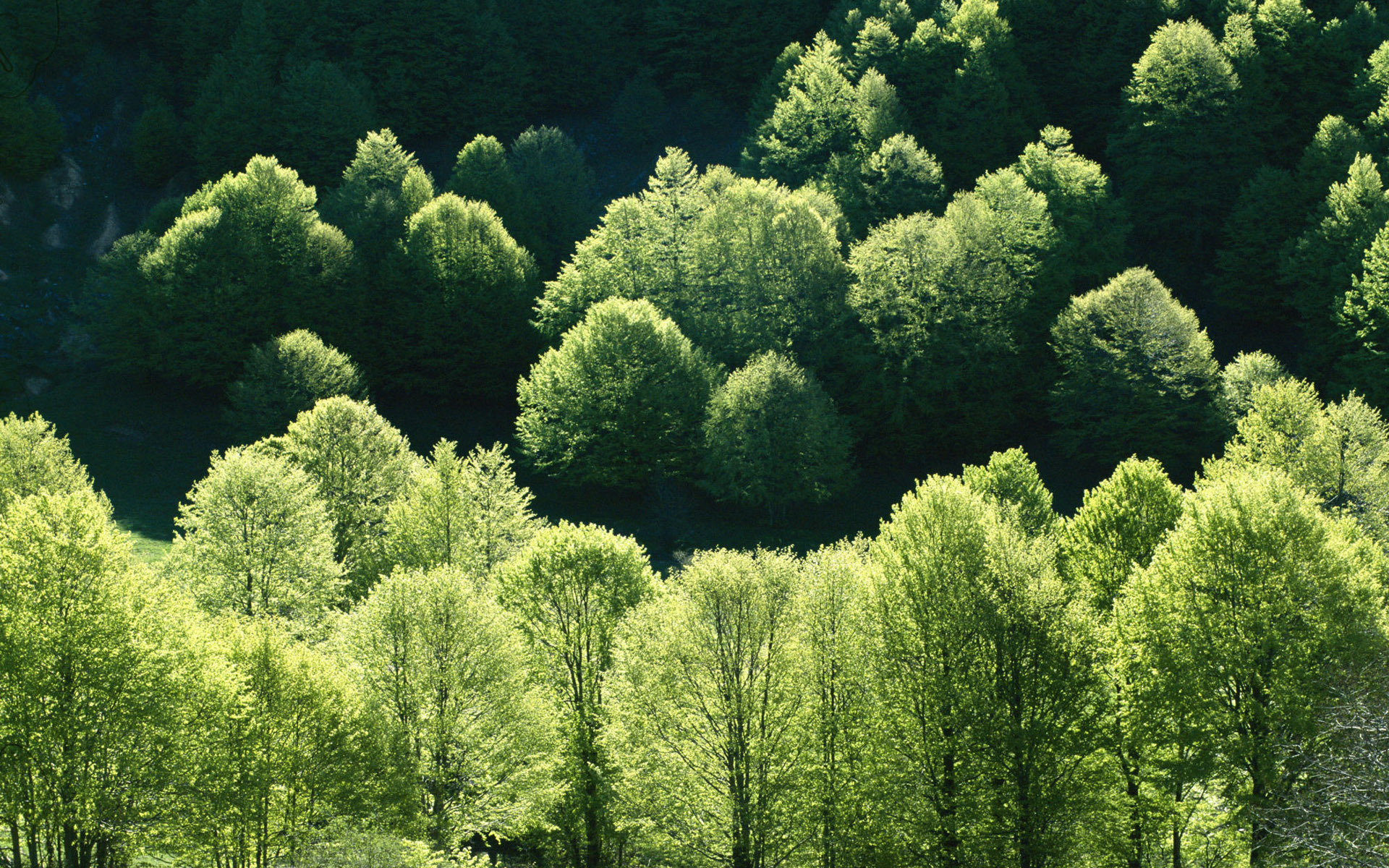 自然风光,树,绿色