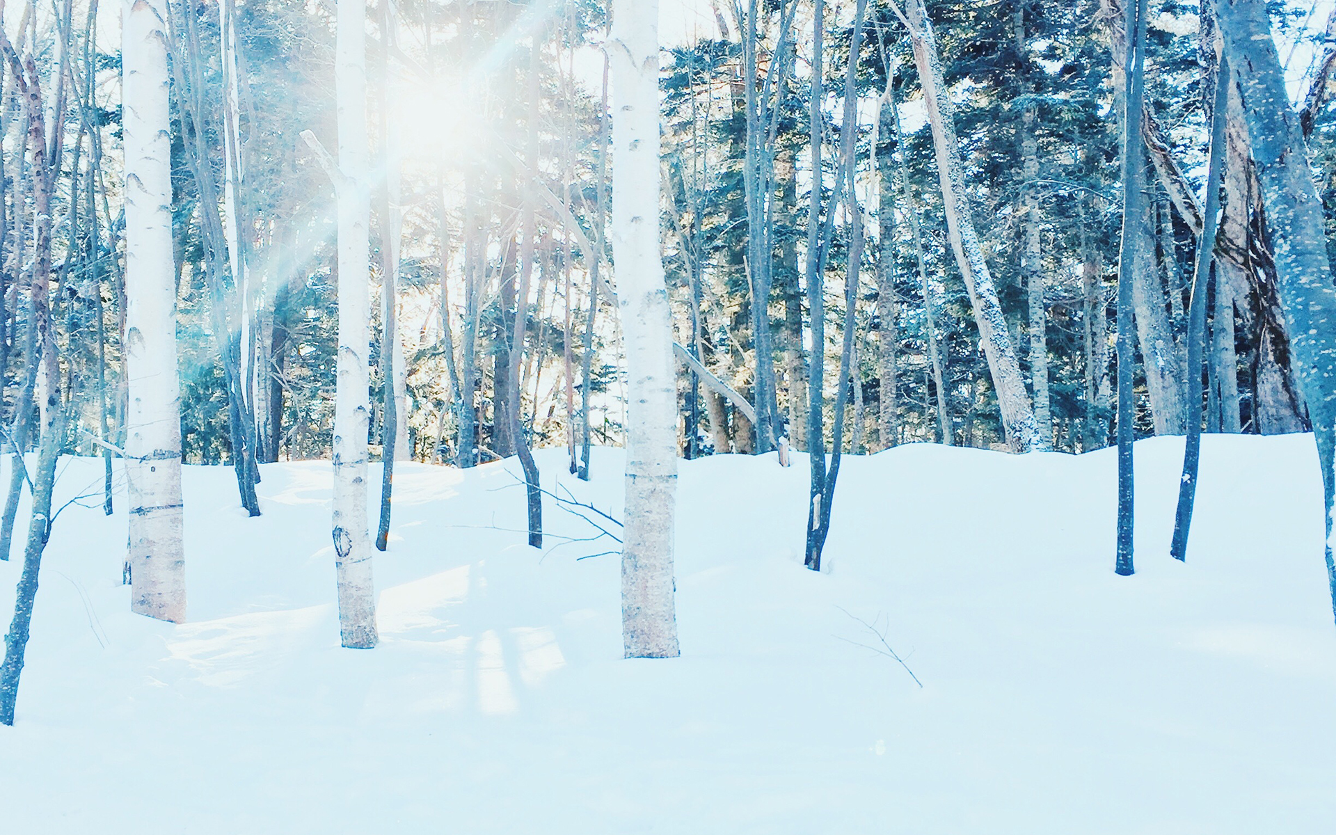 雪景,森林,阳光