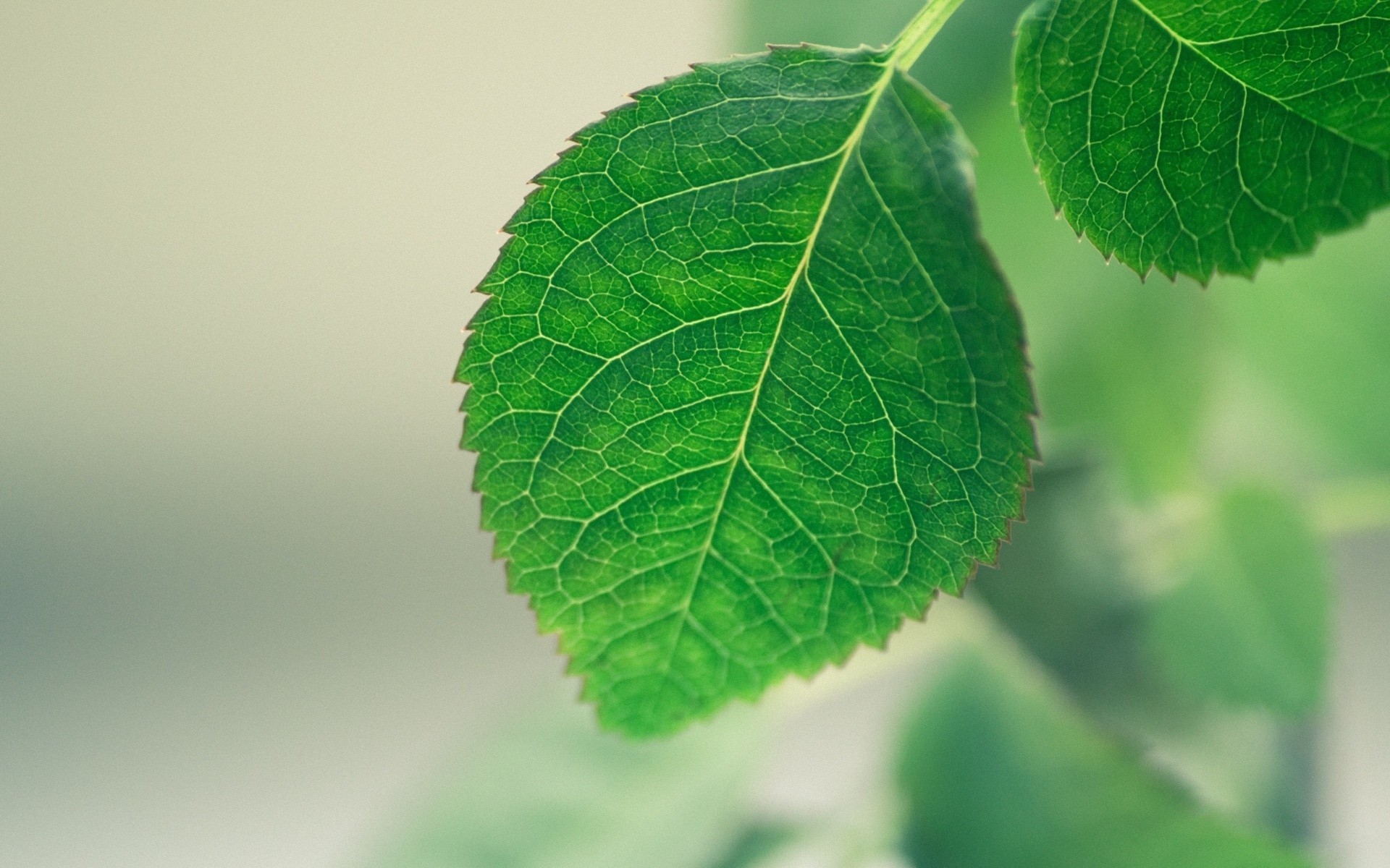 小清新,护眼,绿色