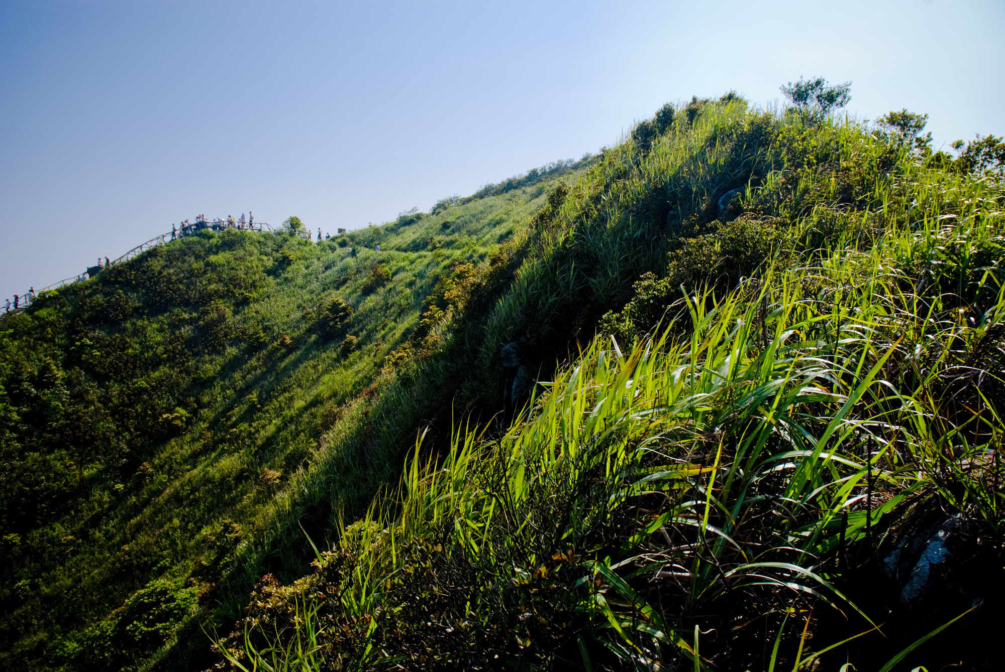 风景,草原,绿色