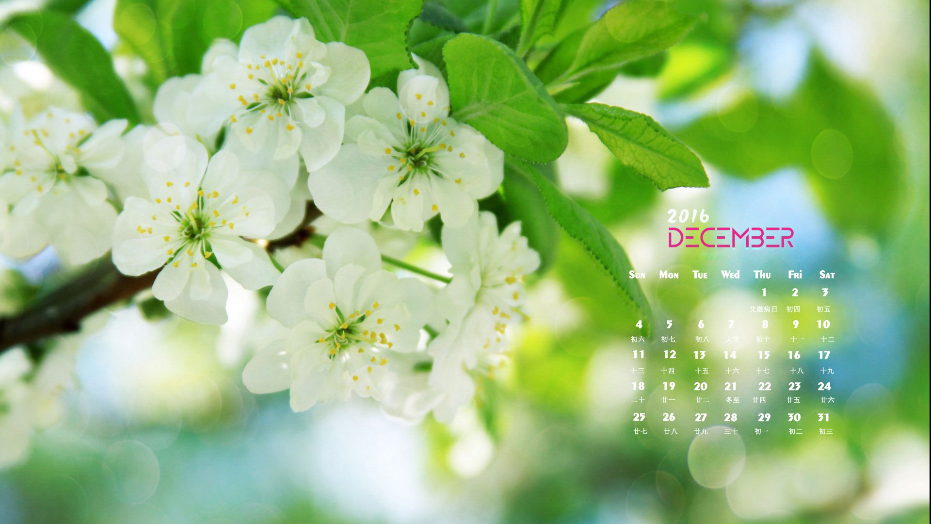 12月,护眼,绿色,花