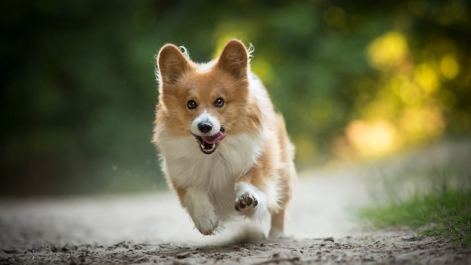 汪星人,狗,柯基