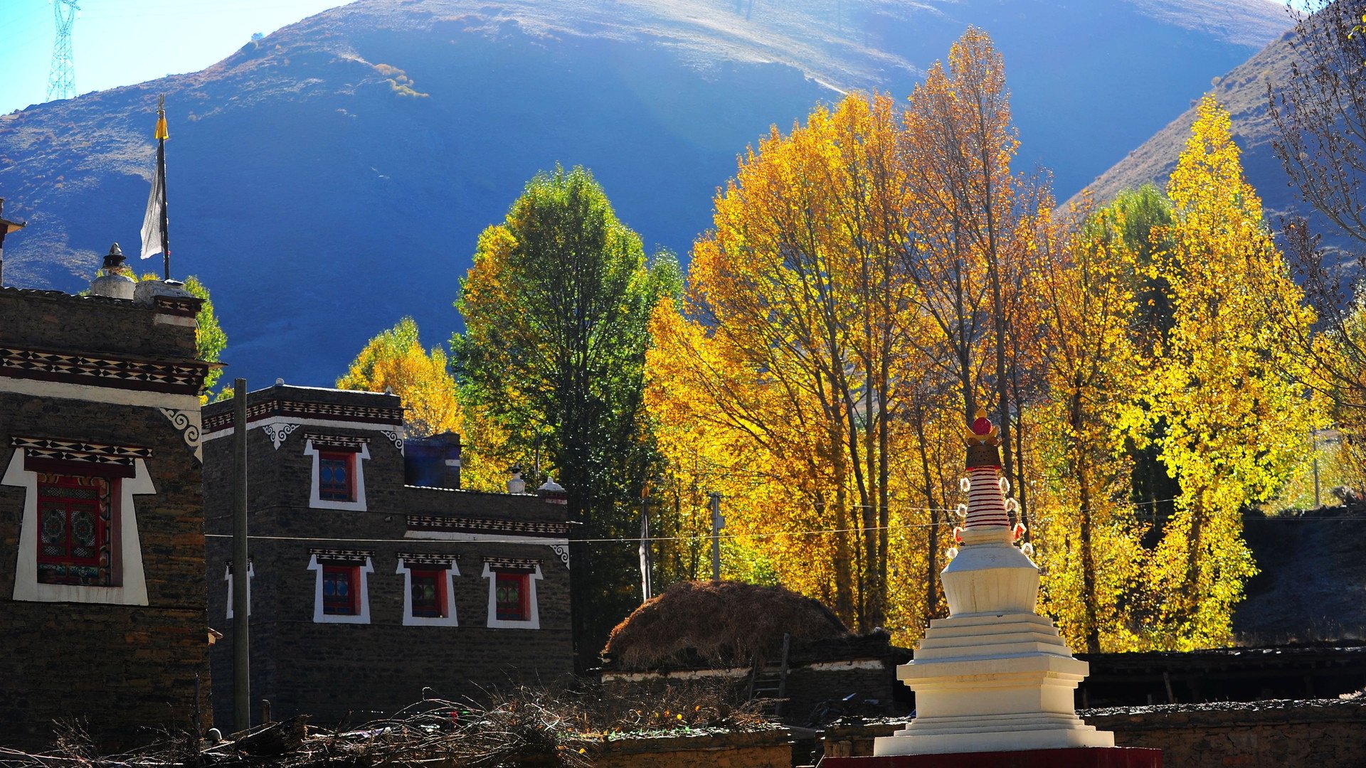 新都桥,黄叶,秋景