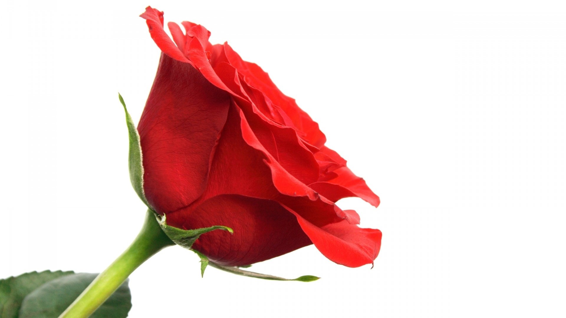 娇艳欲滴,玫瑰花