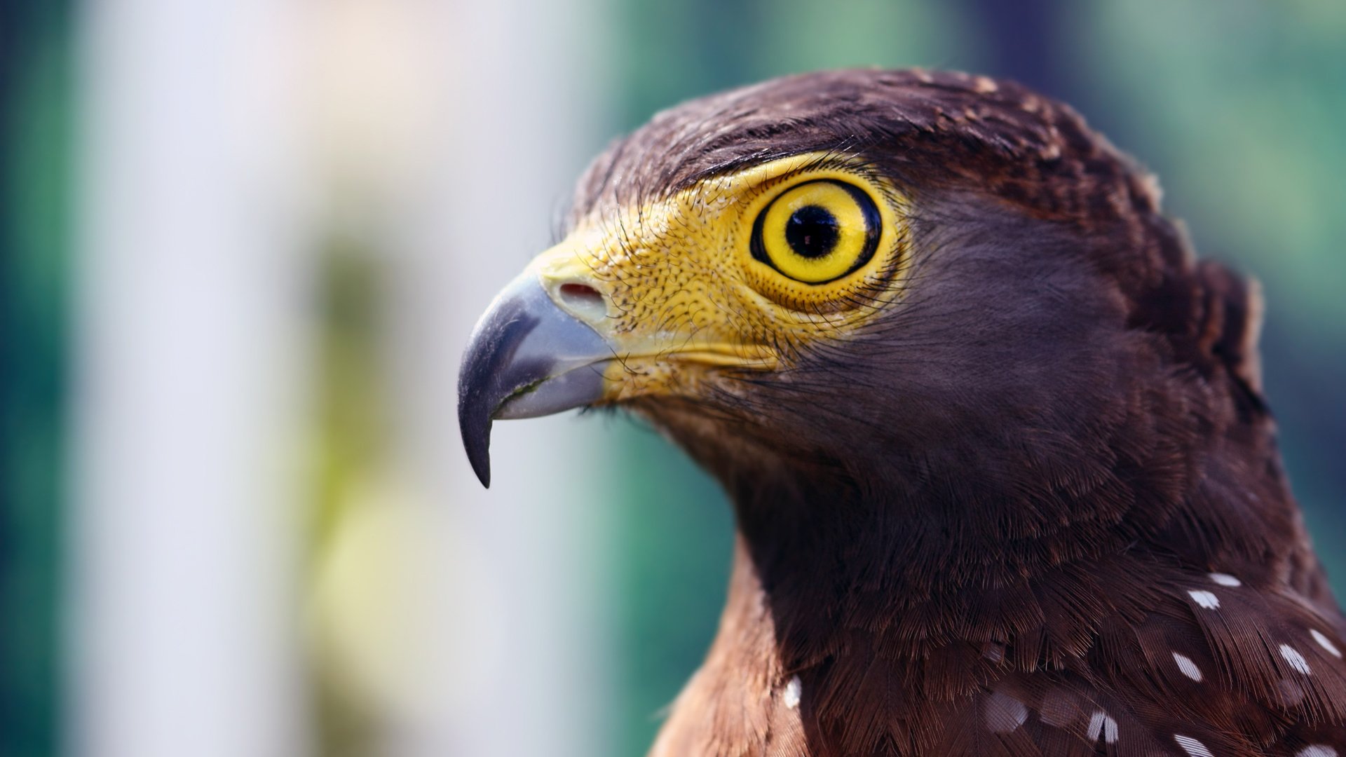 野生动物,老鹰,眼睛
