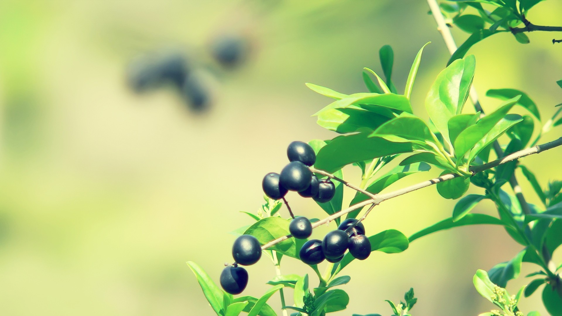 护眼壁纸,绿色,生机,果实