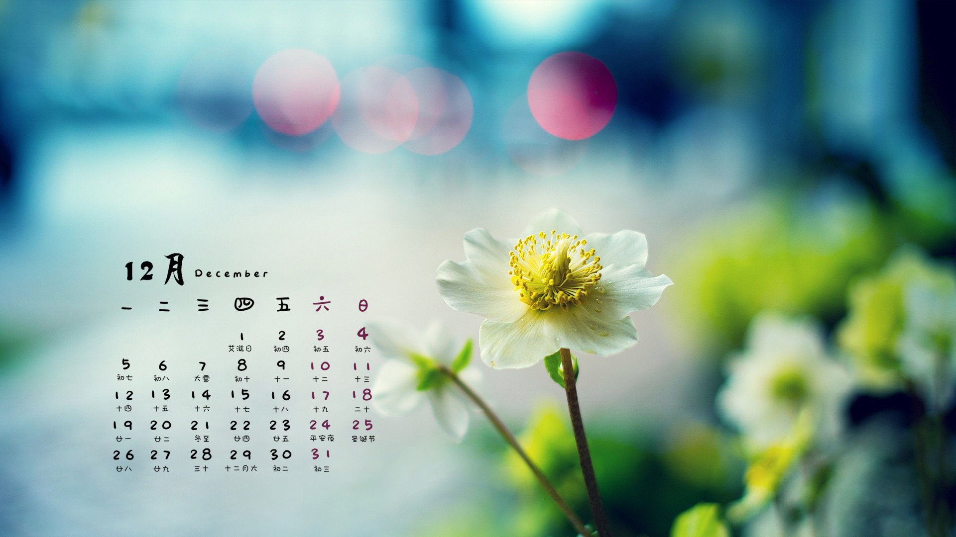 12月,小清新,花卉