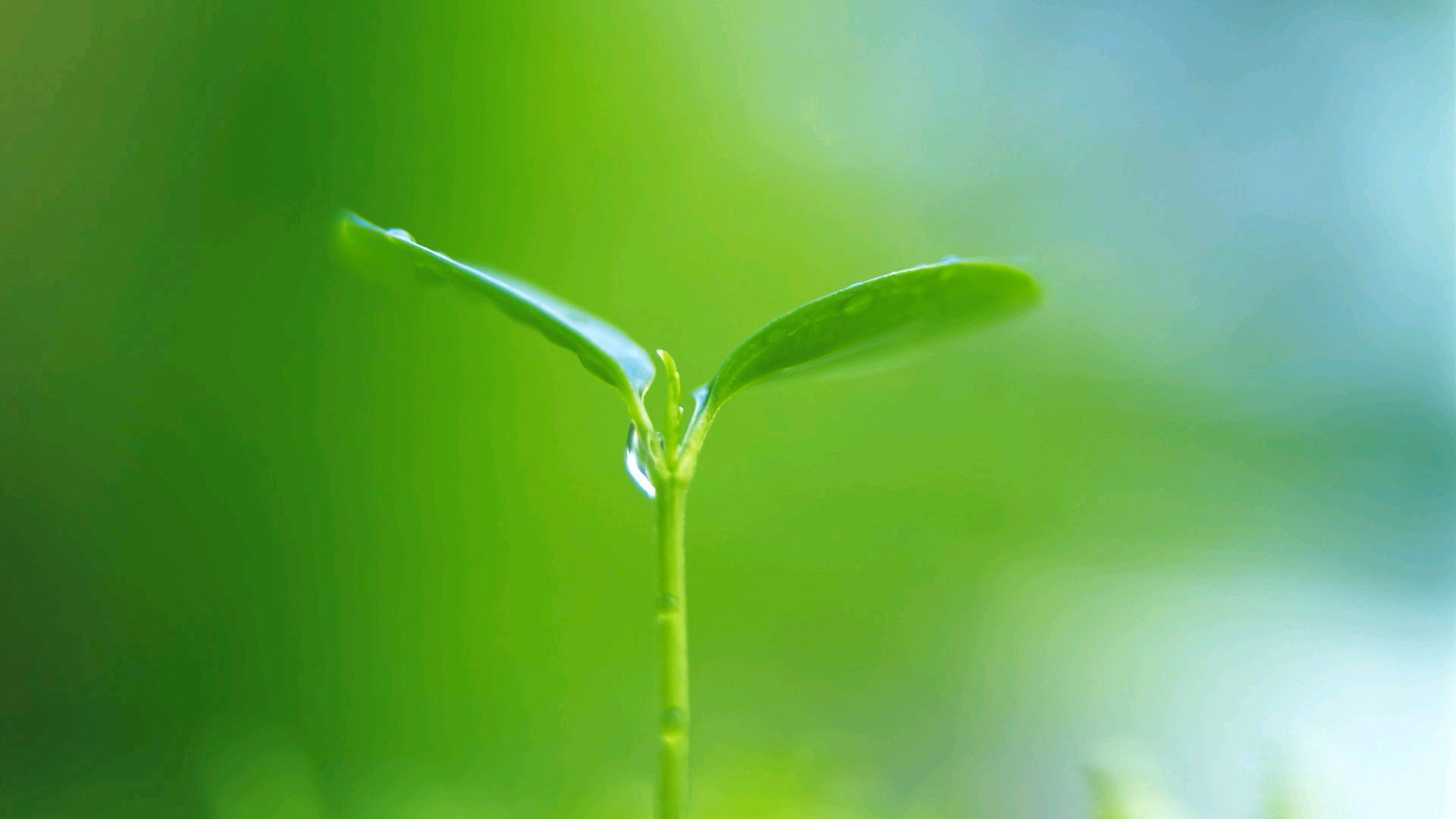 护眼壁纸,绿色,生机