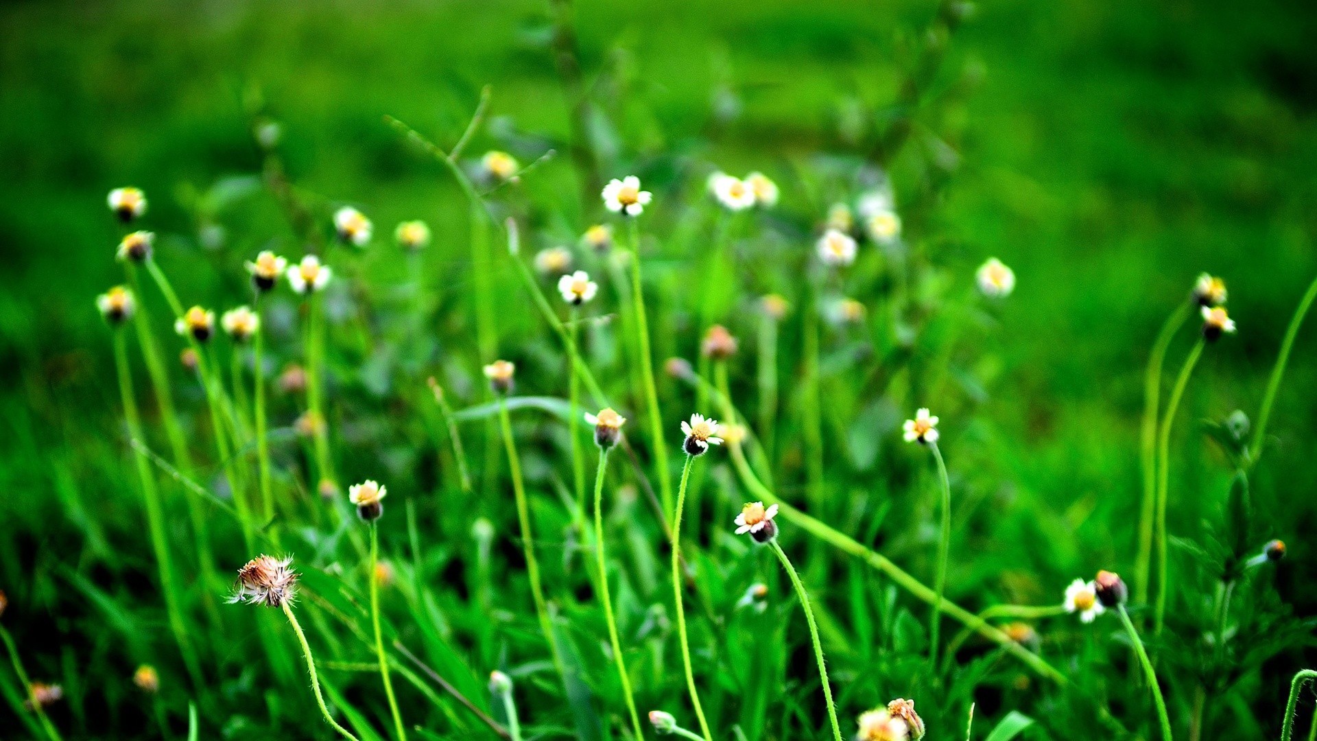 护眼壁纸,绿色,小花