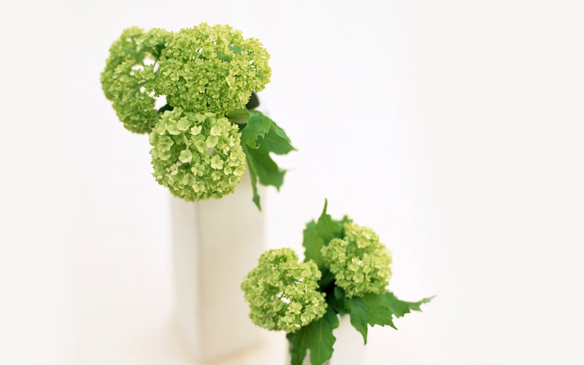 护眼壁纸,绿色植物