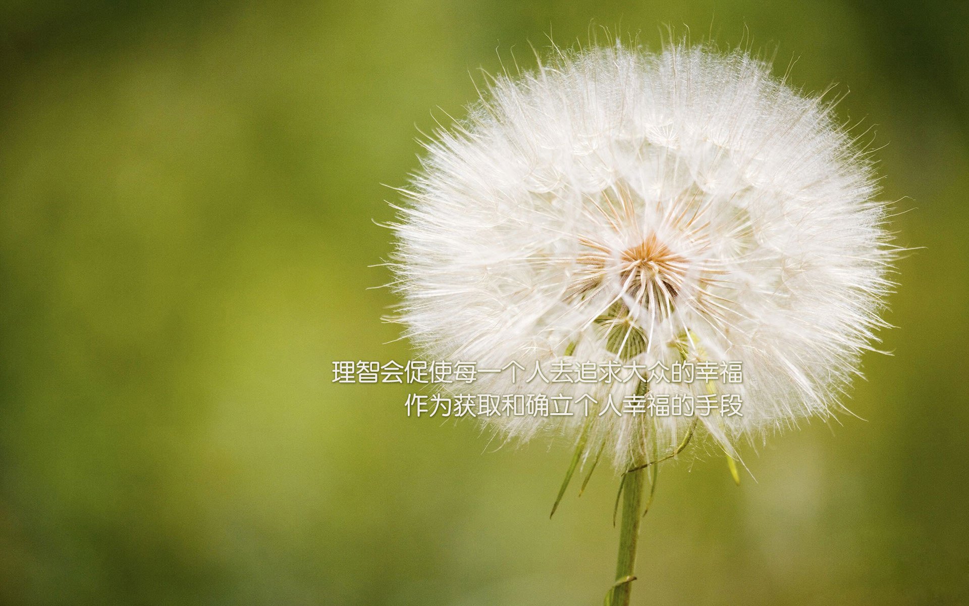 蒲公英,文字,幸福