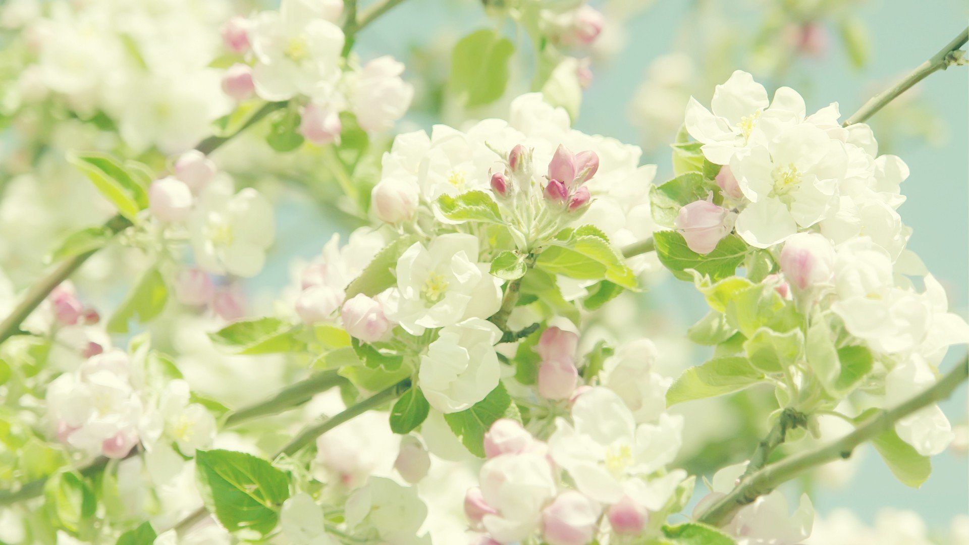 清新淡雅,桃花,花