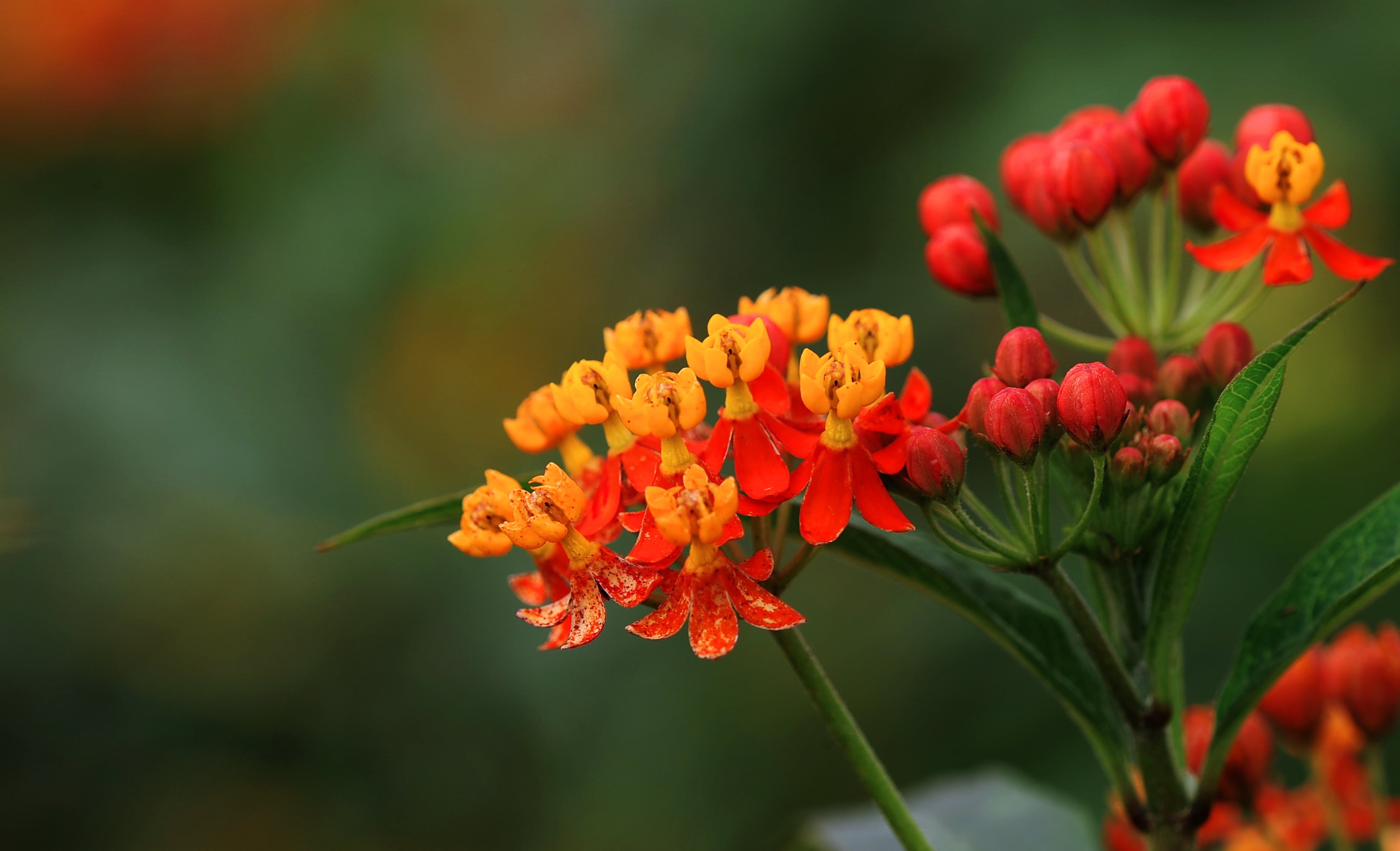 娇艳欲滴,花卉,微距