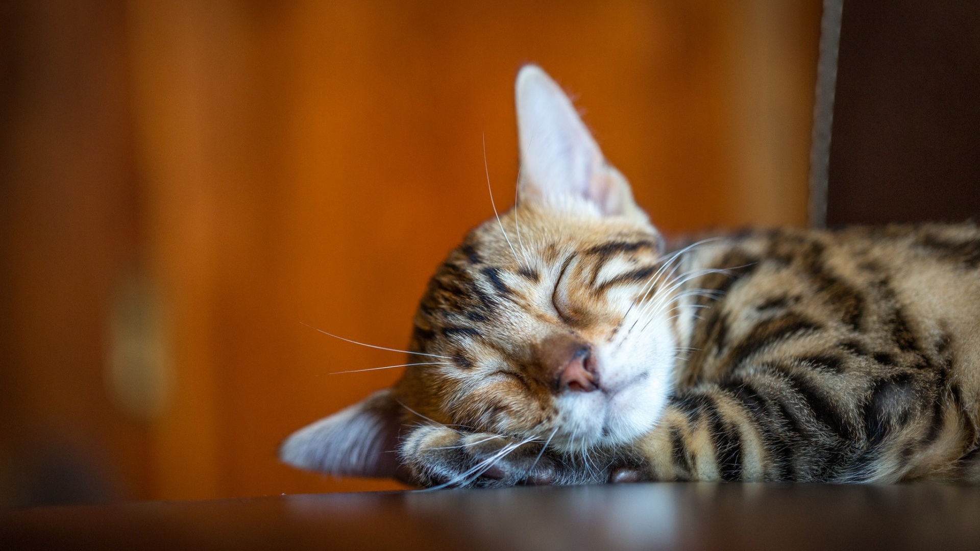 喵星人,猫,睡觉