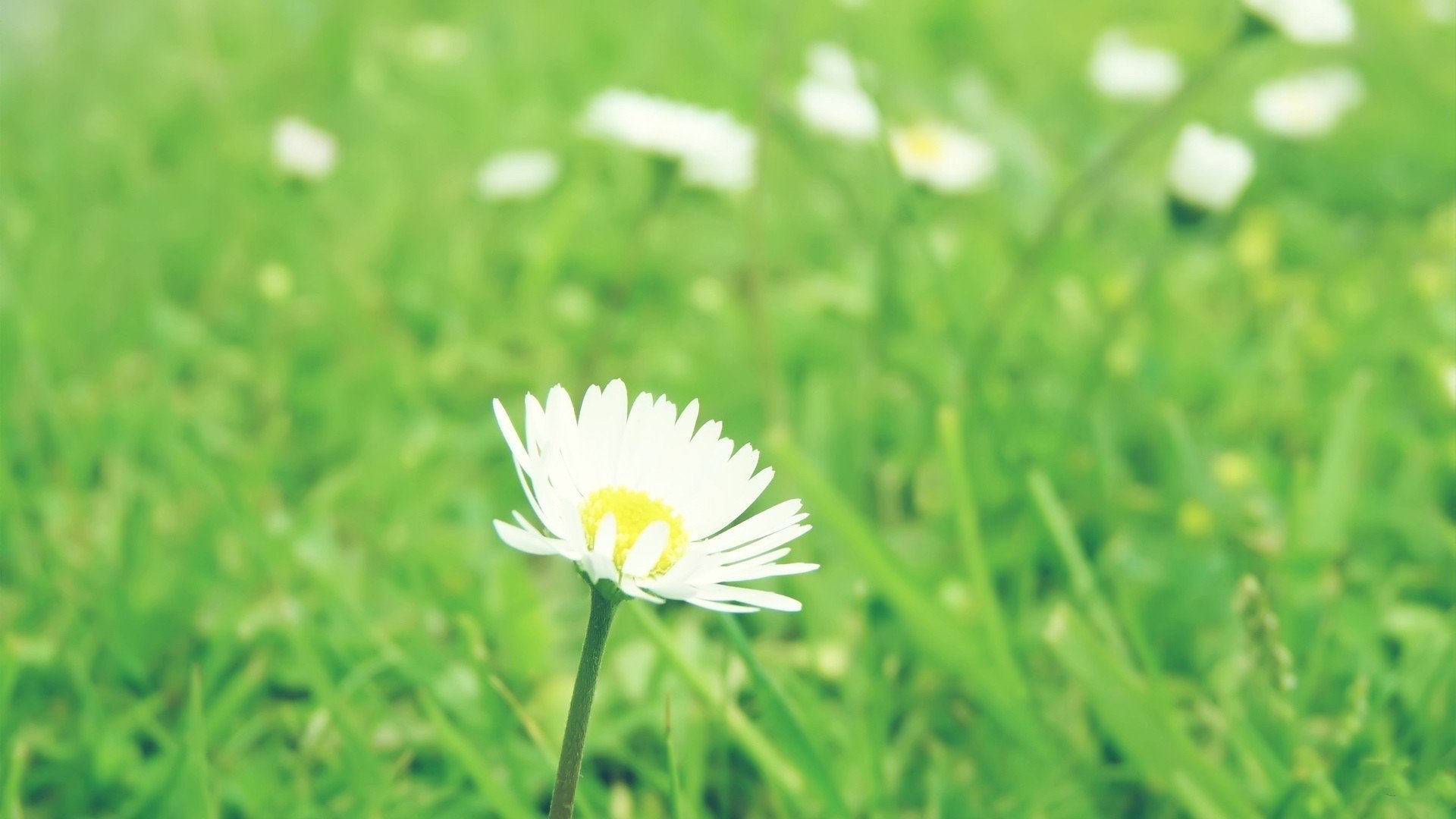 护眼壁纸,绿色,小野菊