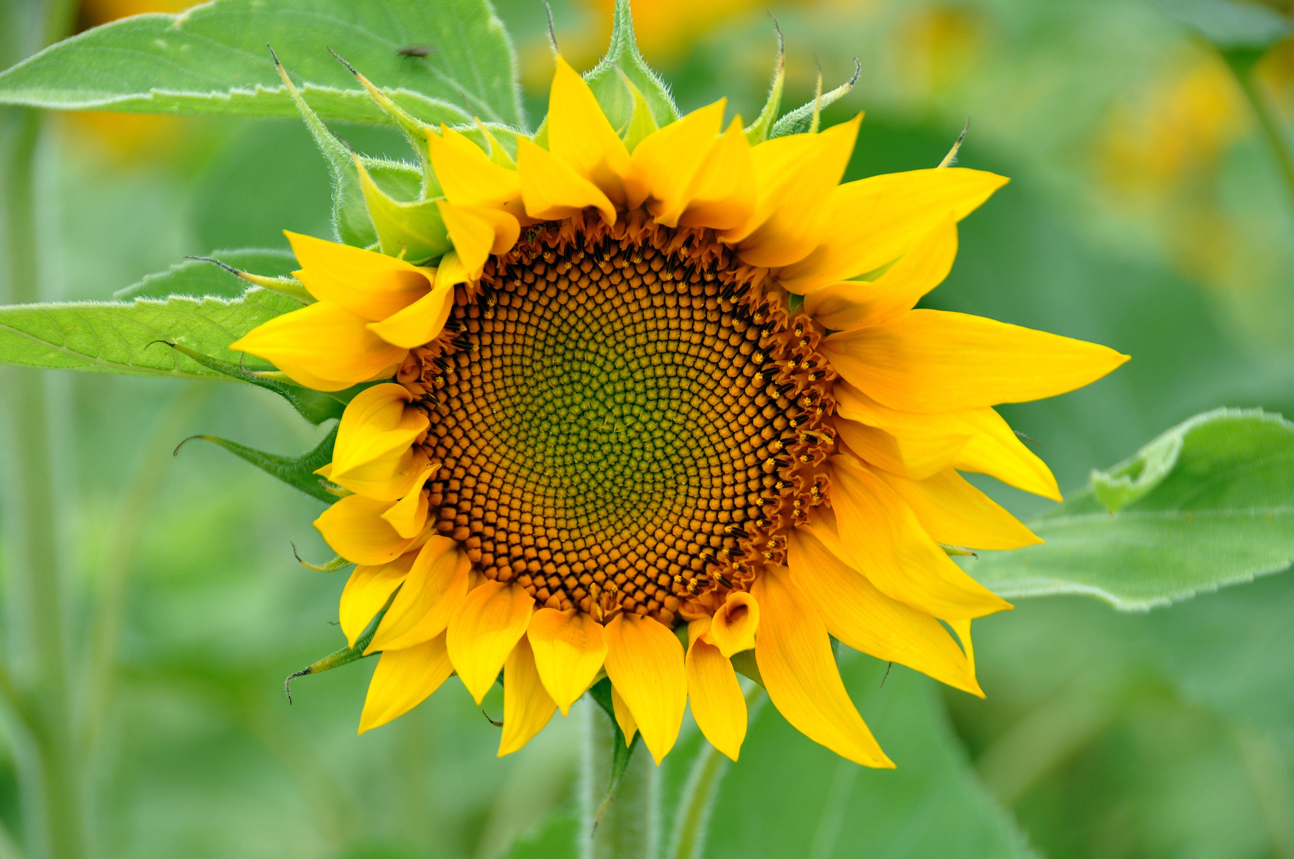 花卉,向日葵,太阳花
