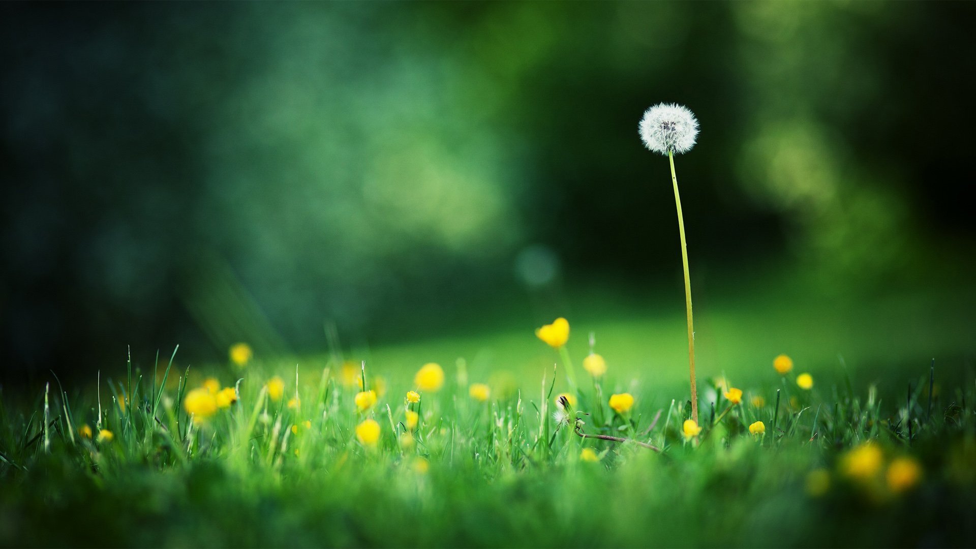 护眼壁纸,绿色,蒲公英
