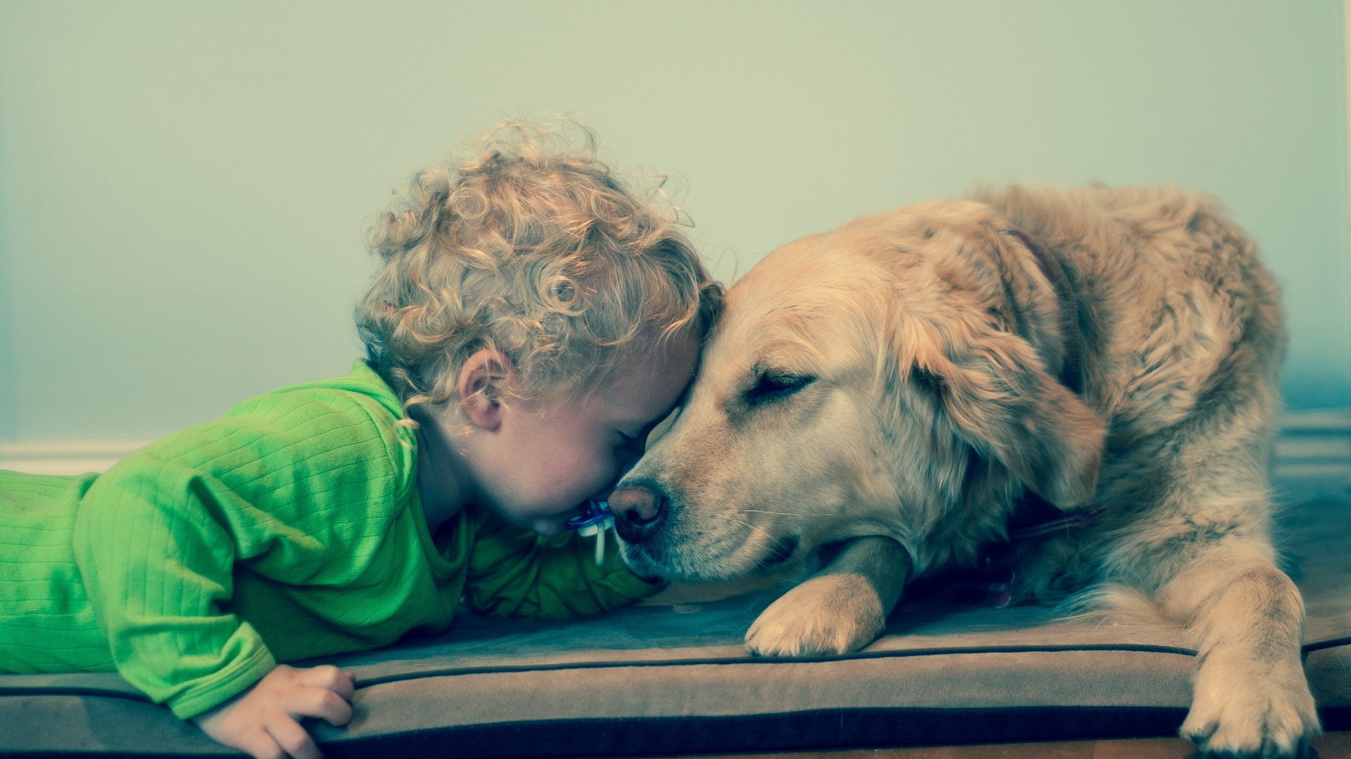 宝贝,汪星人,狗,金毛