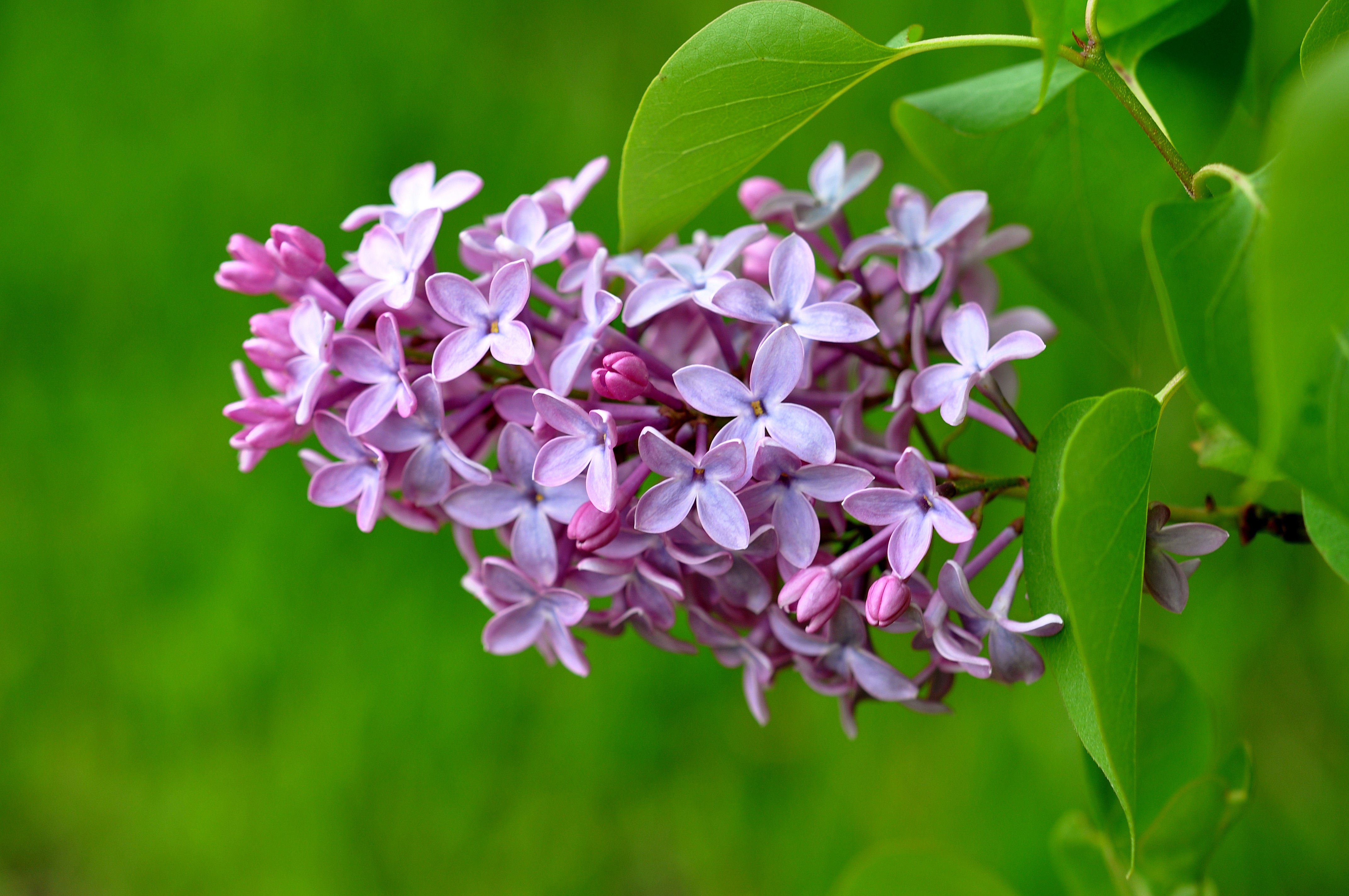 护眼壁纸,绿色,树叶,花卉