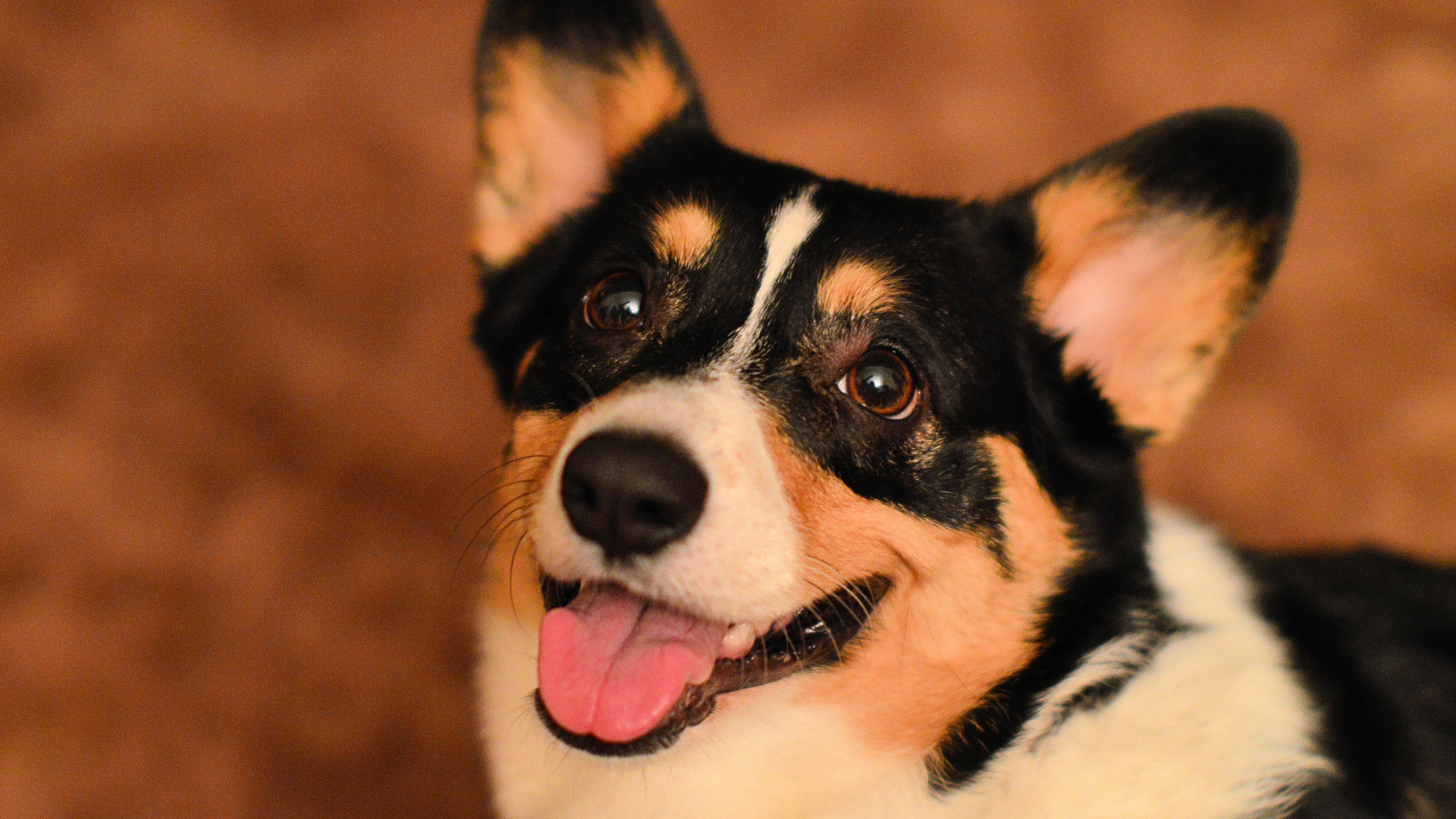 汪星人,狗,柯基