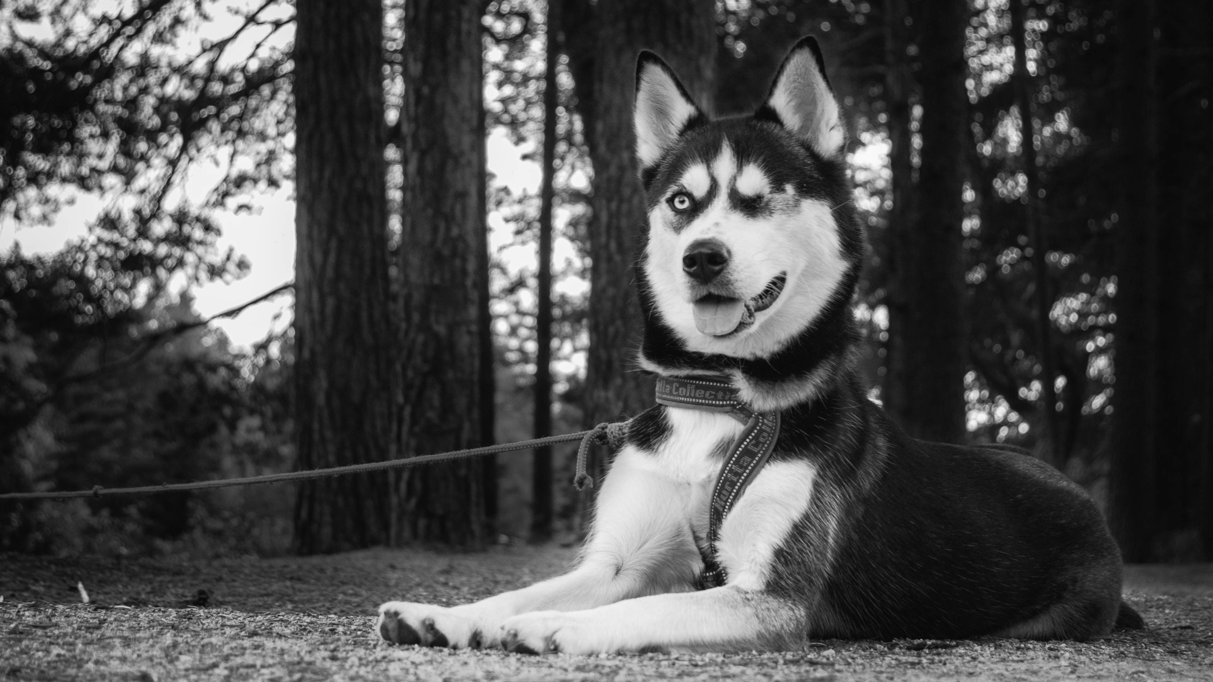 卖萌图,汪星人,狗,哈士奇