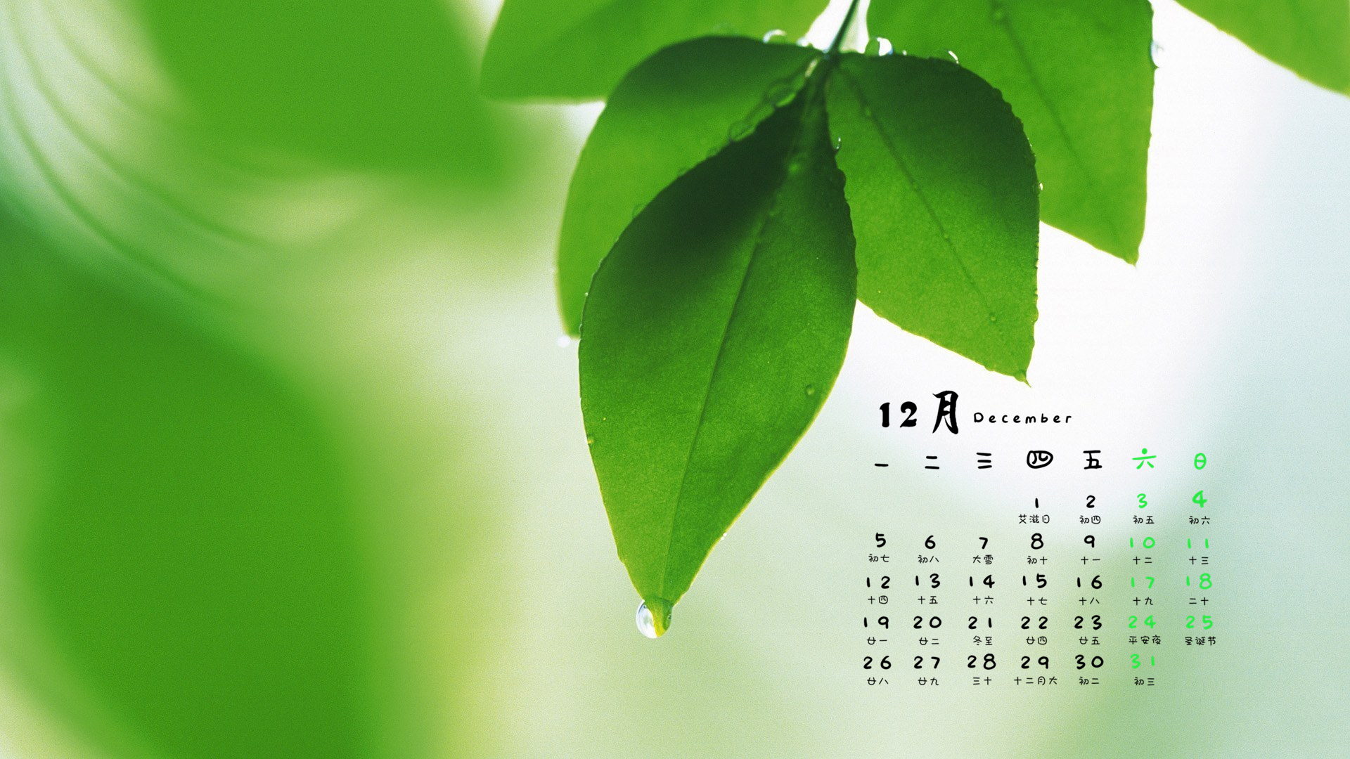 12月,护眼,植物,叶子,小清新