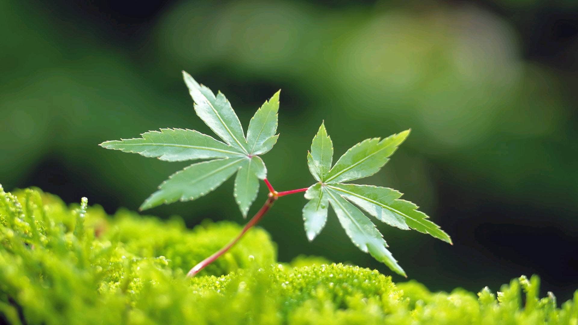 护眼壁纸,绿色,叶子