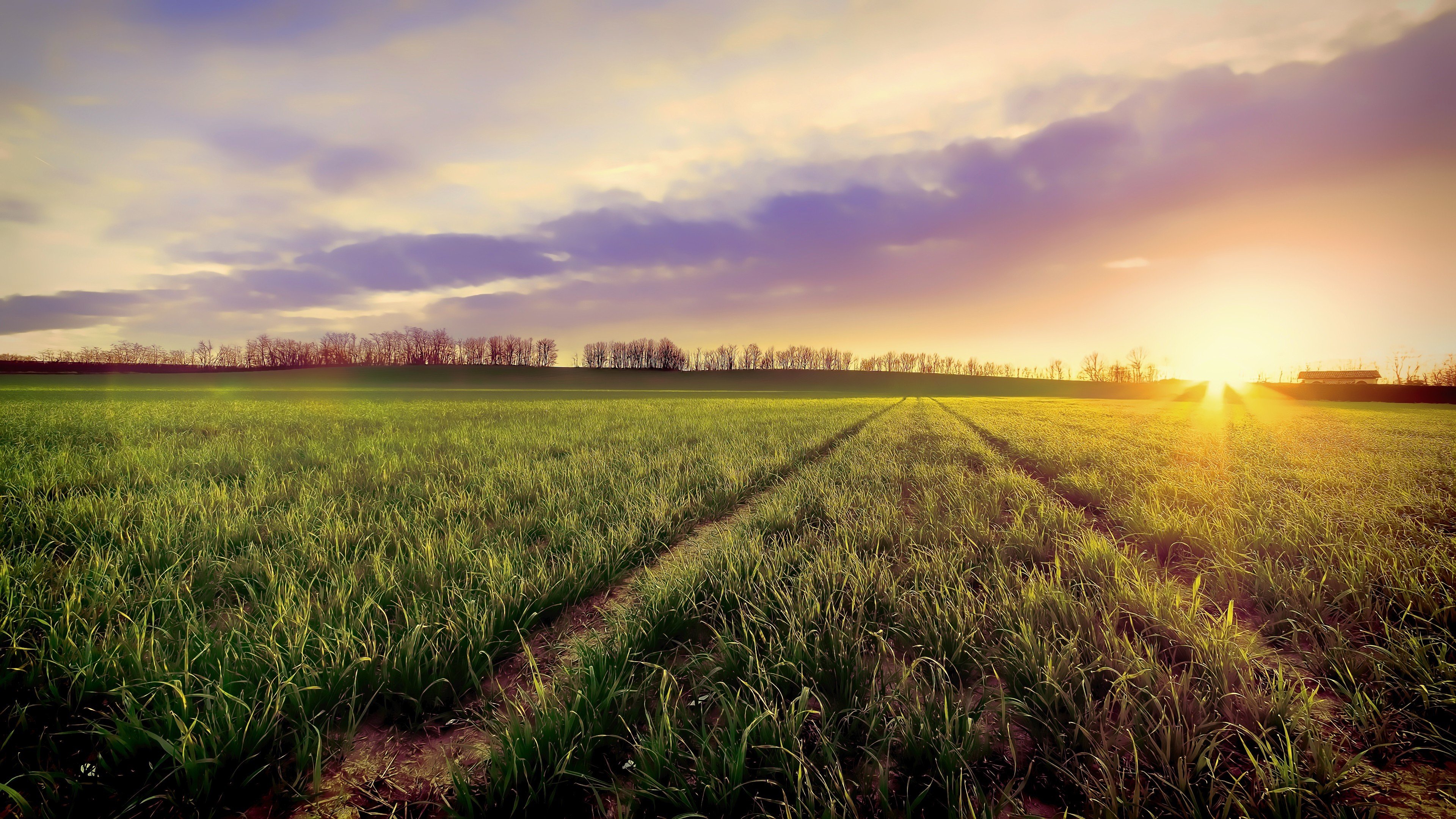 稻田,麦田,落日,夕阳