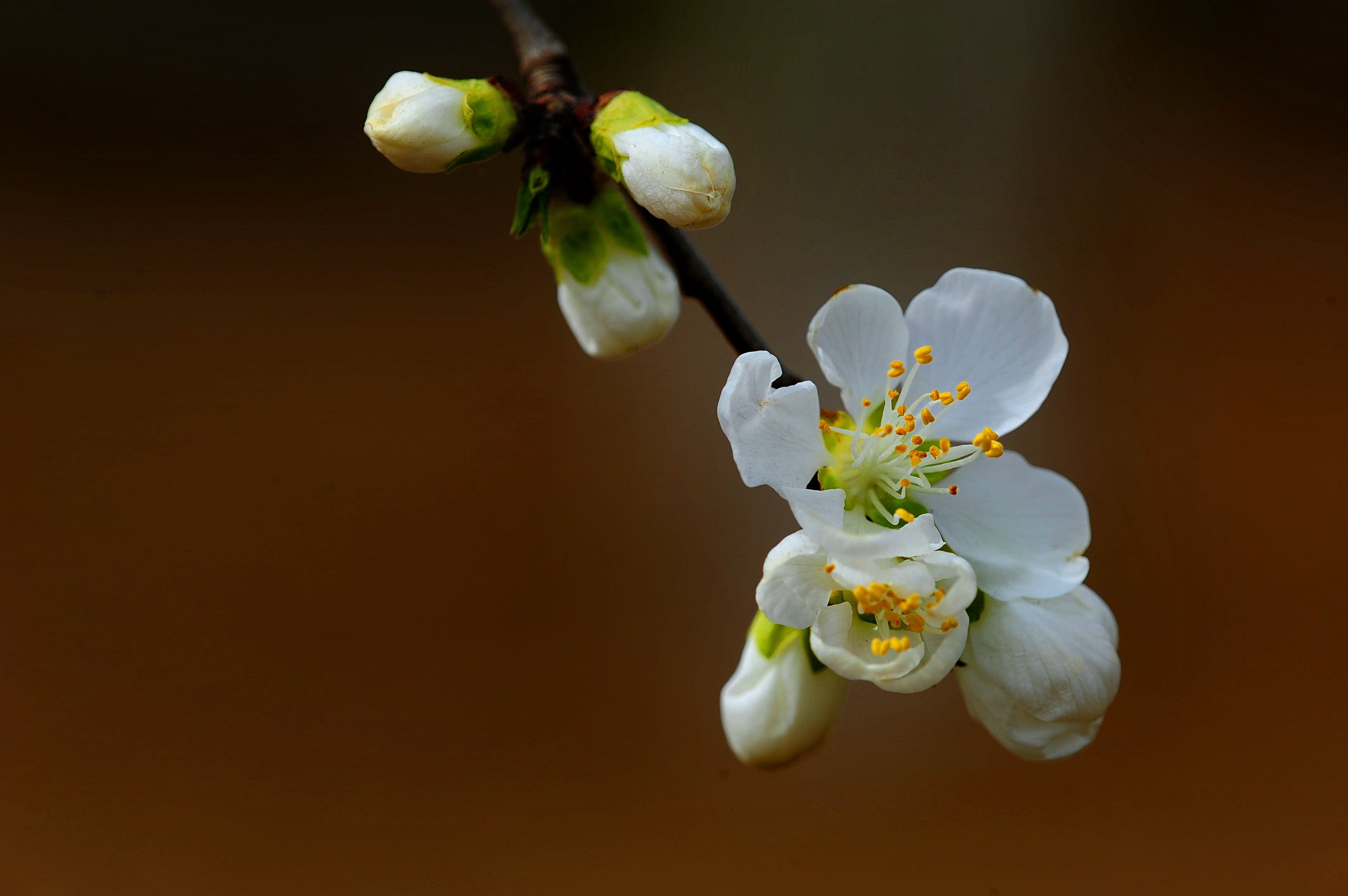 清新淡雅,菊花,花卉,微距