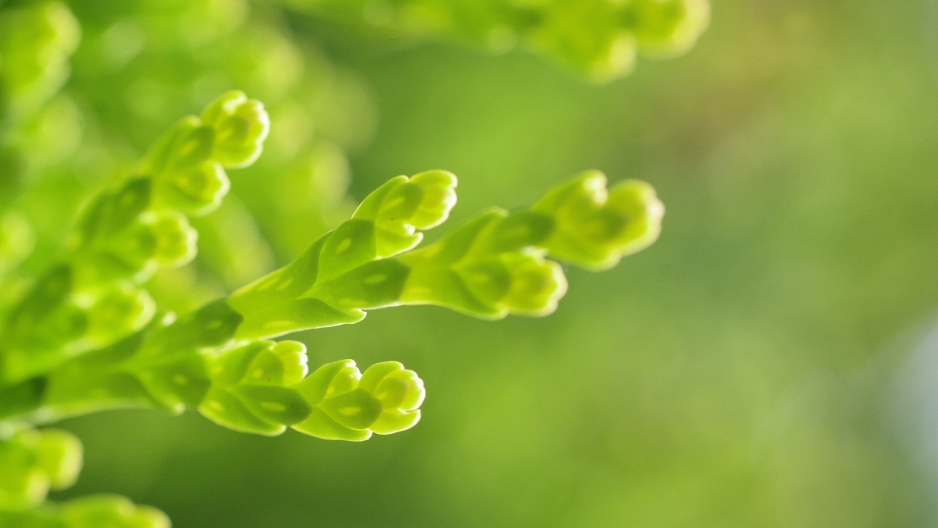 护眼壁纸,绿色,生机