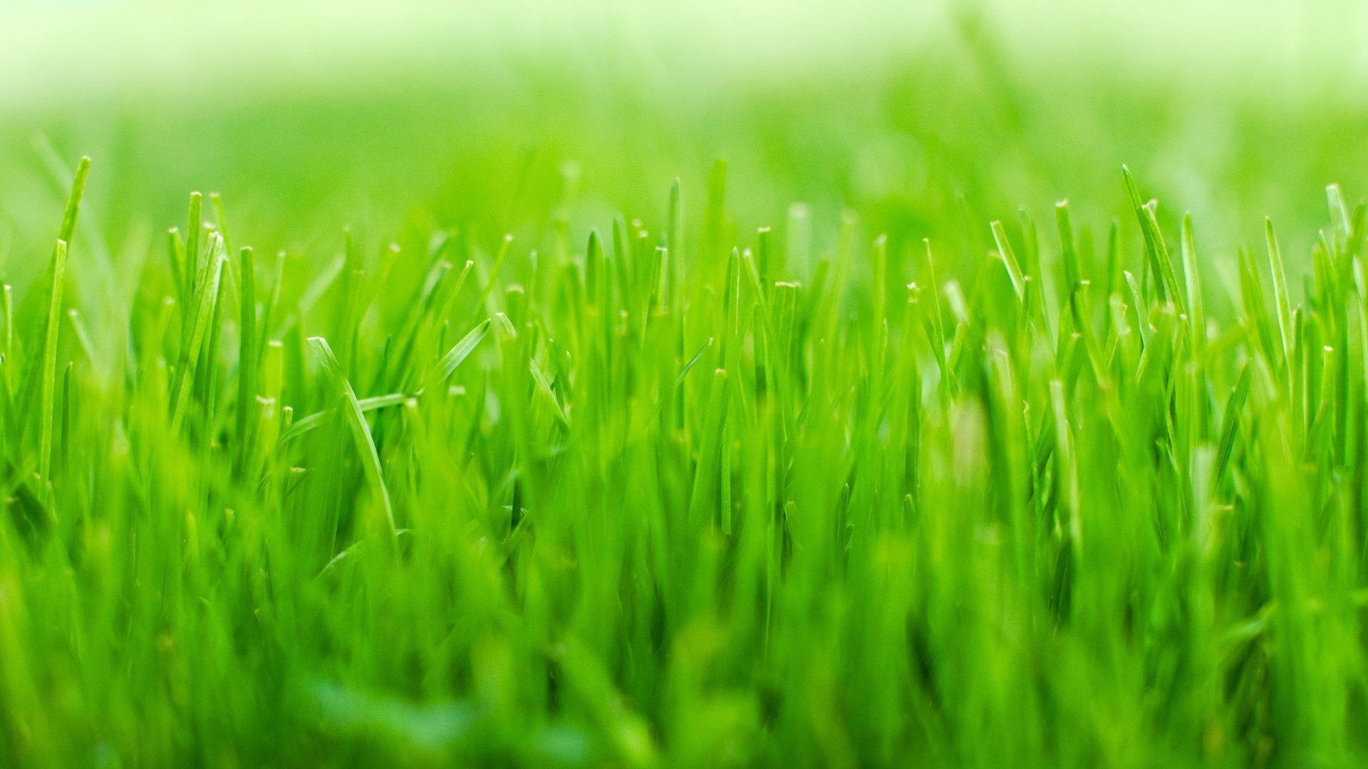 护眼壁纸,绿色,生机,青草