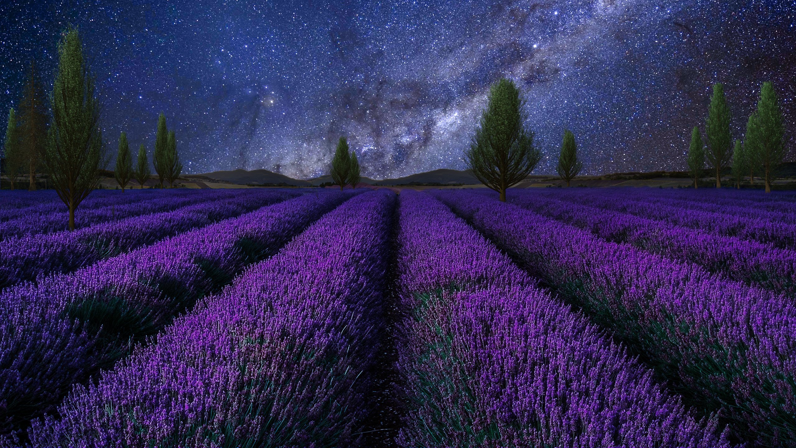 星空,花海,薰衣草,紫色