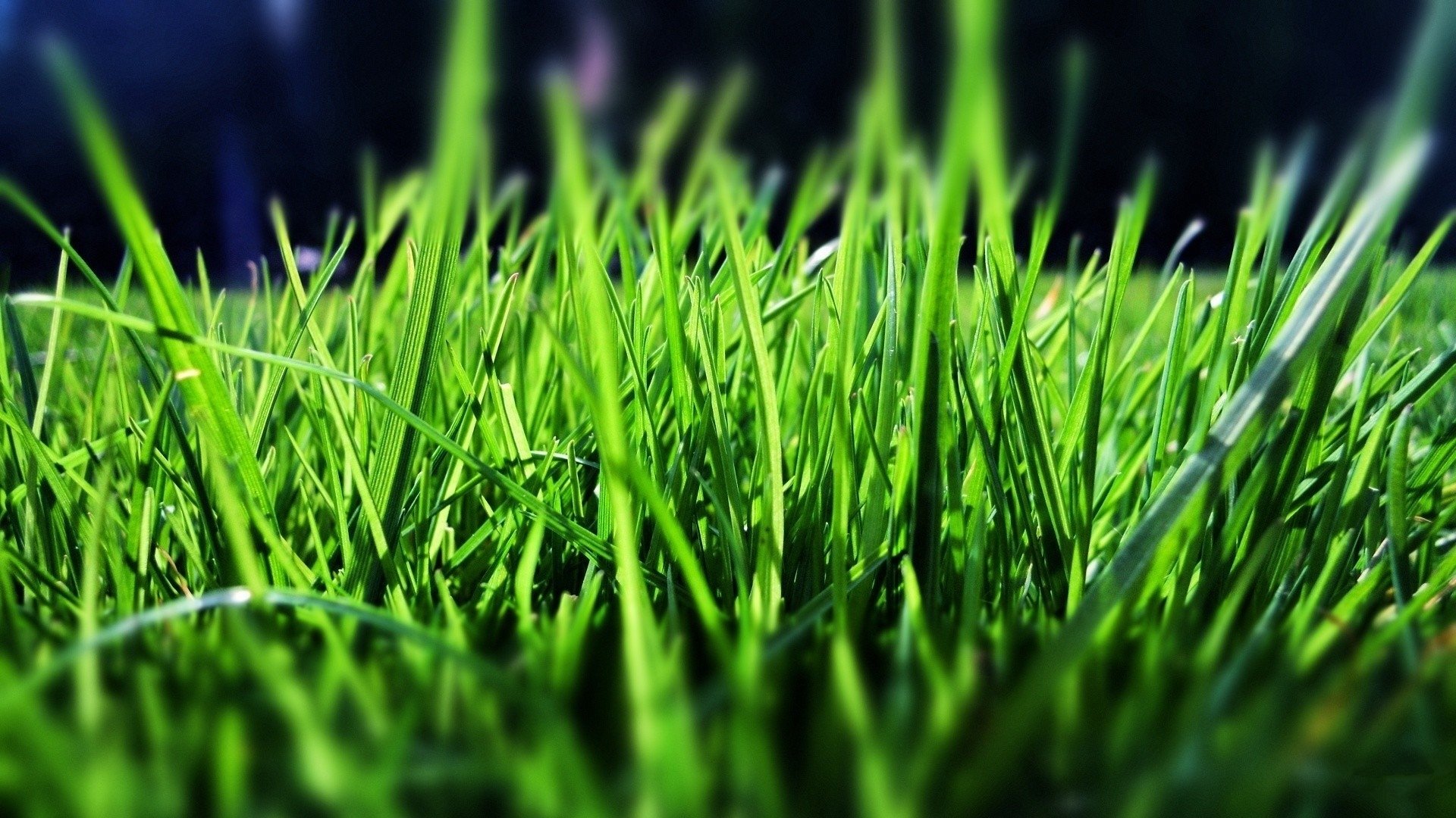 护眼壁纸,绿色,草地