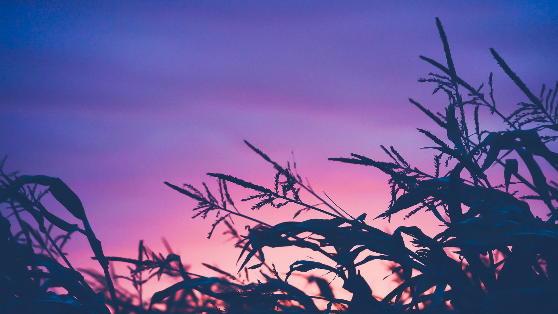 自然风光,夜色,麦田